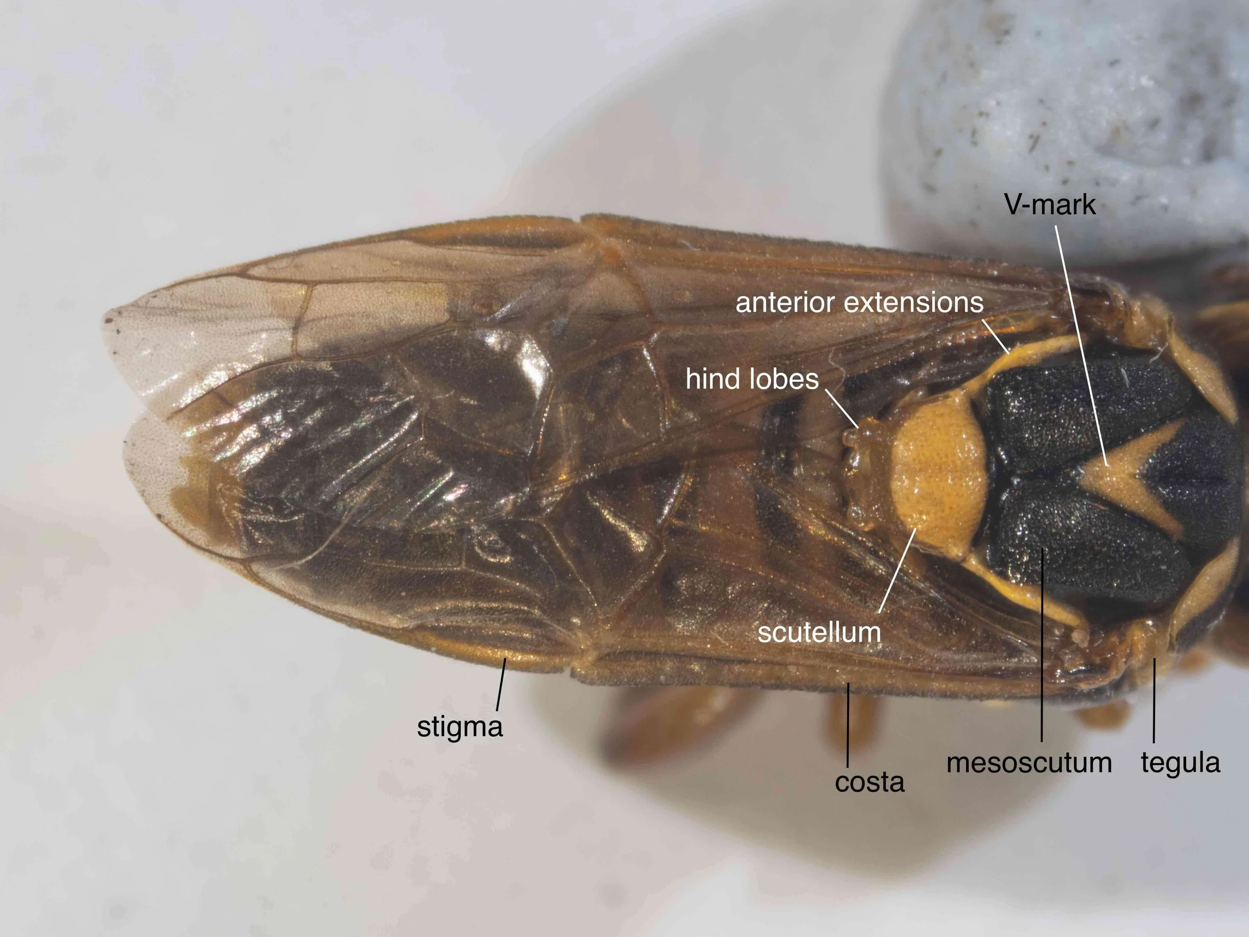  dorsal view of abdomen and thorax - forewings pale yellow hyaline, orange costa and stigma, venation orange - tegulae transparent orange - scutellum yellow with anterior extensions to tegulae on lateral sides of mesoscutum; transparent orange, obtus