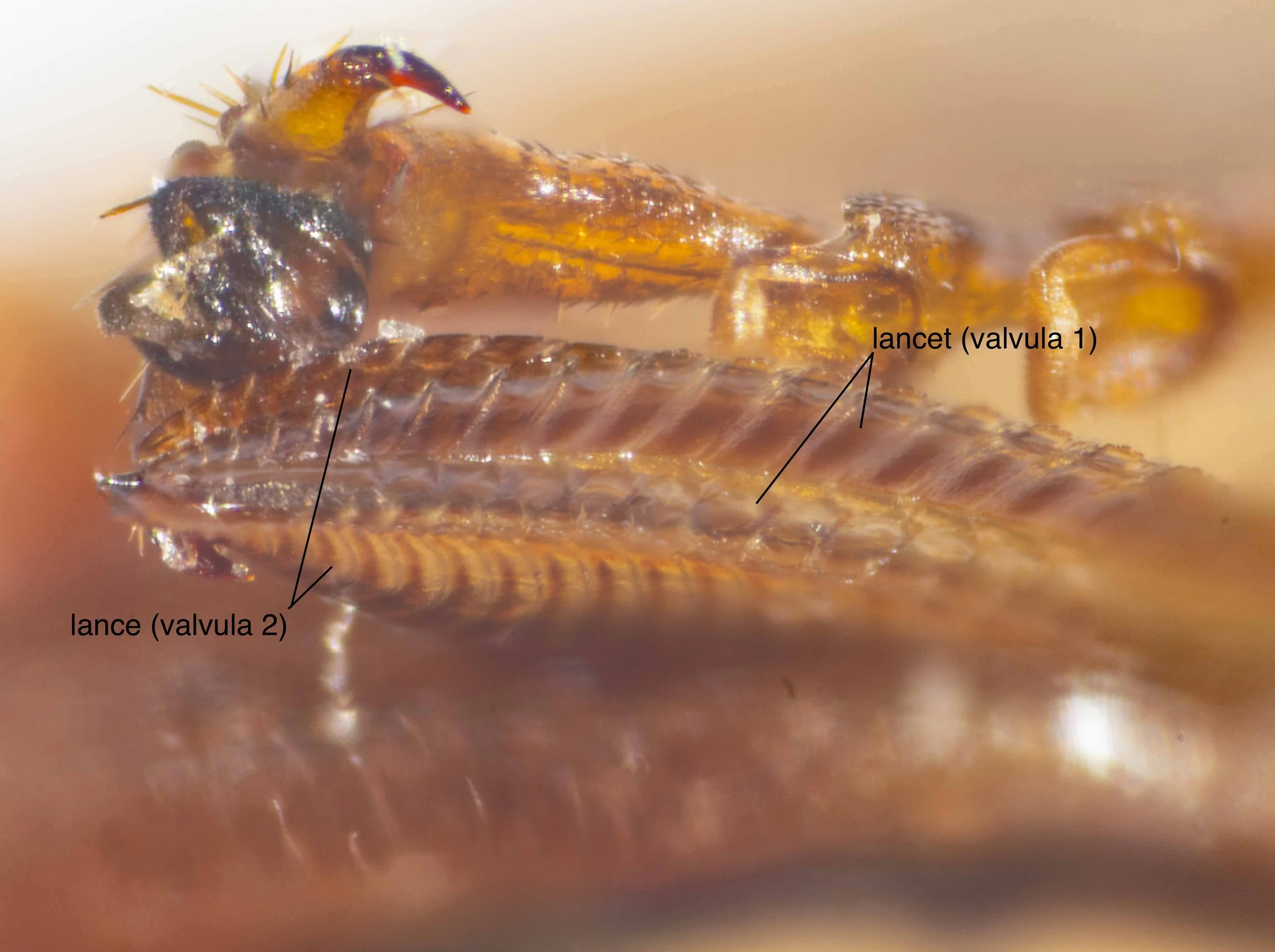  detail of apical region of saw showing lancet and lance 