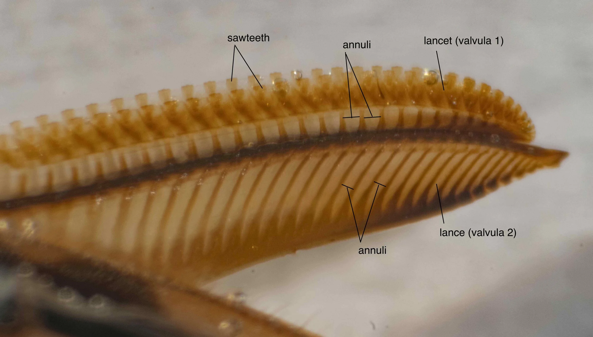  Latero-ventral view of extended saw showing lancet (valvula 1) and lance (valvula 2) These blades are divided into repeating units, annuli, each of which bears a sawtooth  