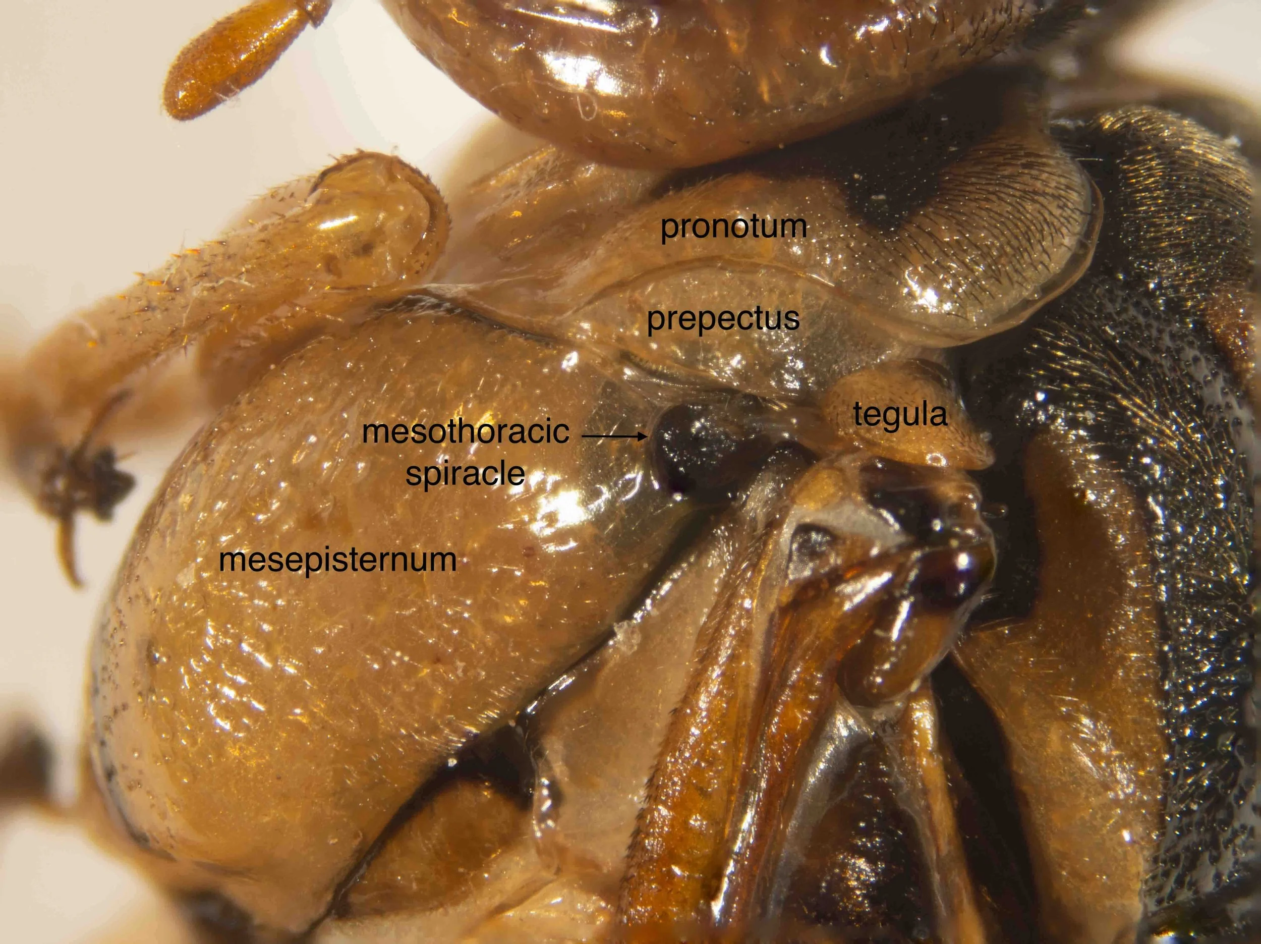  dorso-lateral view of front of thorax - pronotum black with broad yellow posterior border, with long black hairs posteriorly - tegula yellow - lateral face of lateral lobe of mesoscutum orange posteriorly, black anteriorly - mesepisternum yellow, mo
