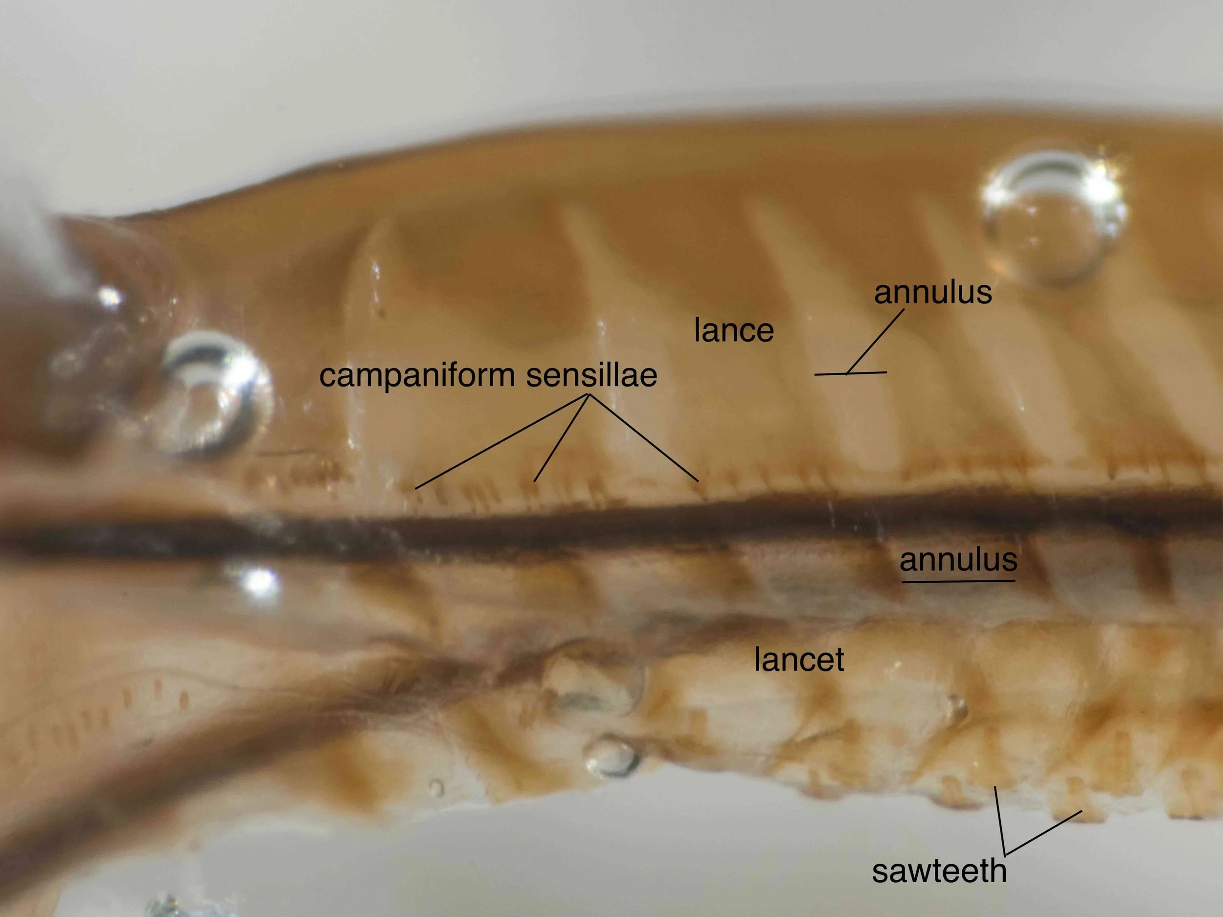  basal region of saw viewed latero-ventrally campaniform sensillae are sensory organs 