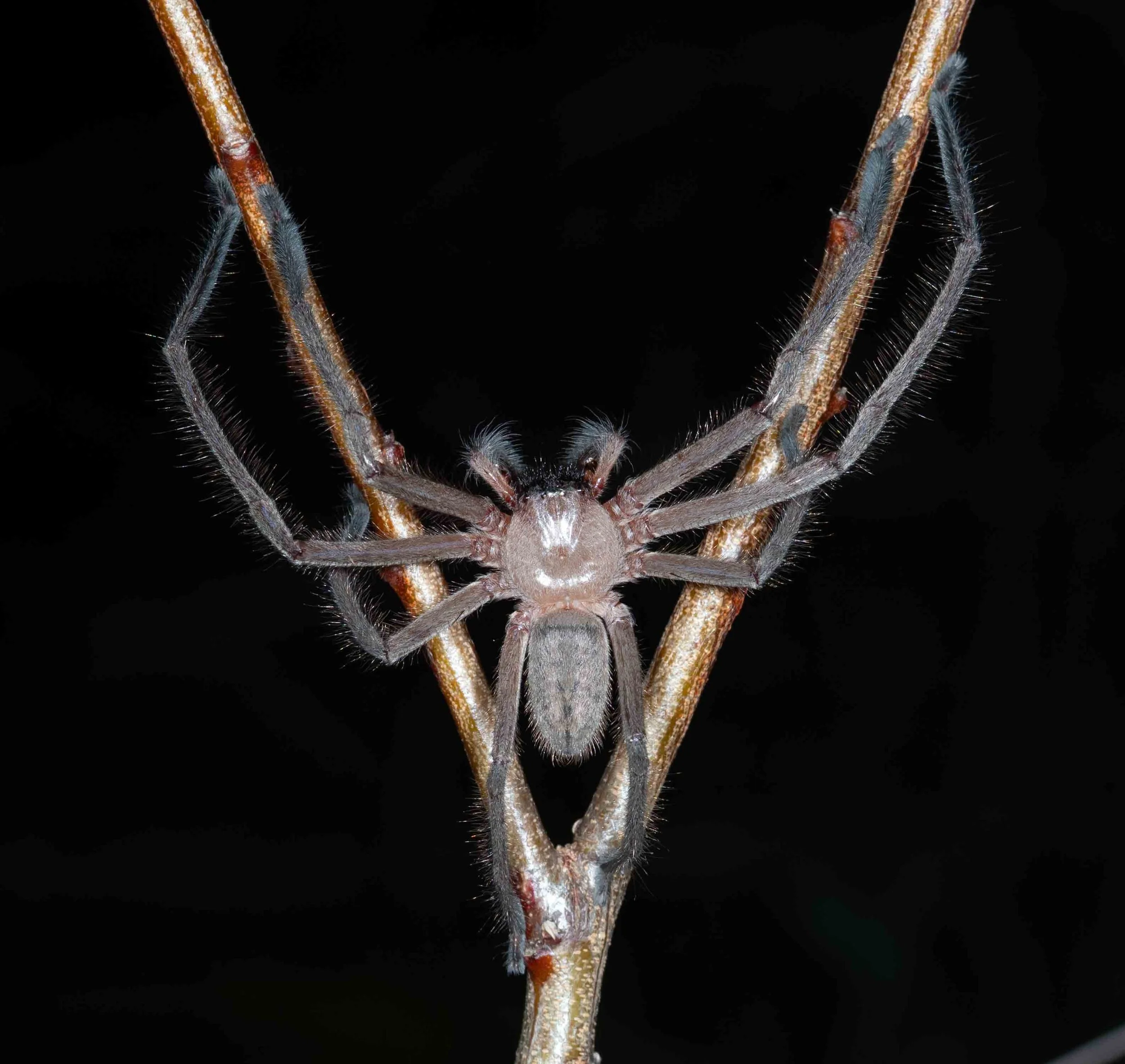  A large, lone spider astride a twig catches my eye with its near-perfect symmetry.   Delena cancerides  (‘social huntsman’) - male 