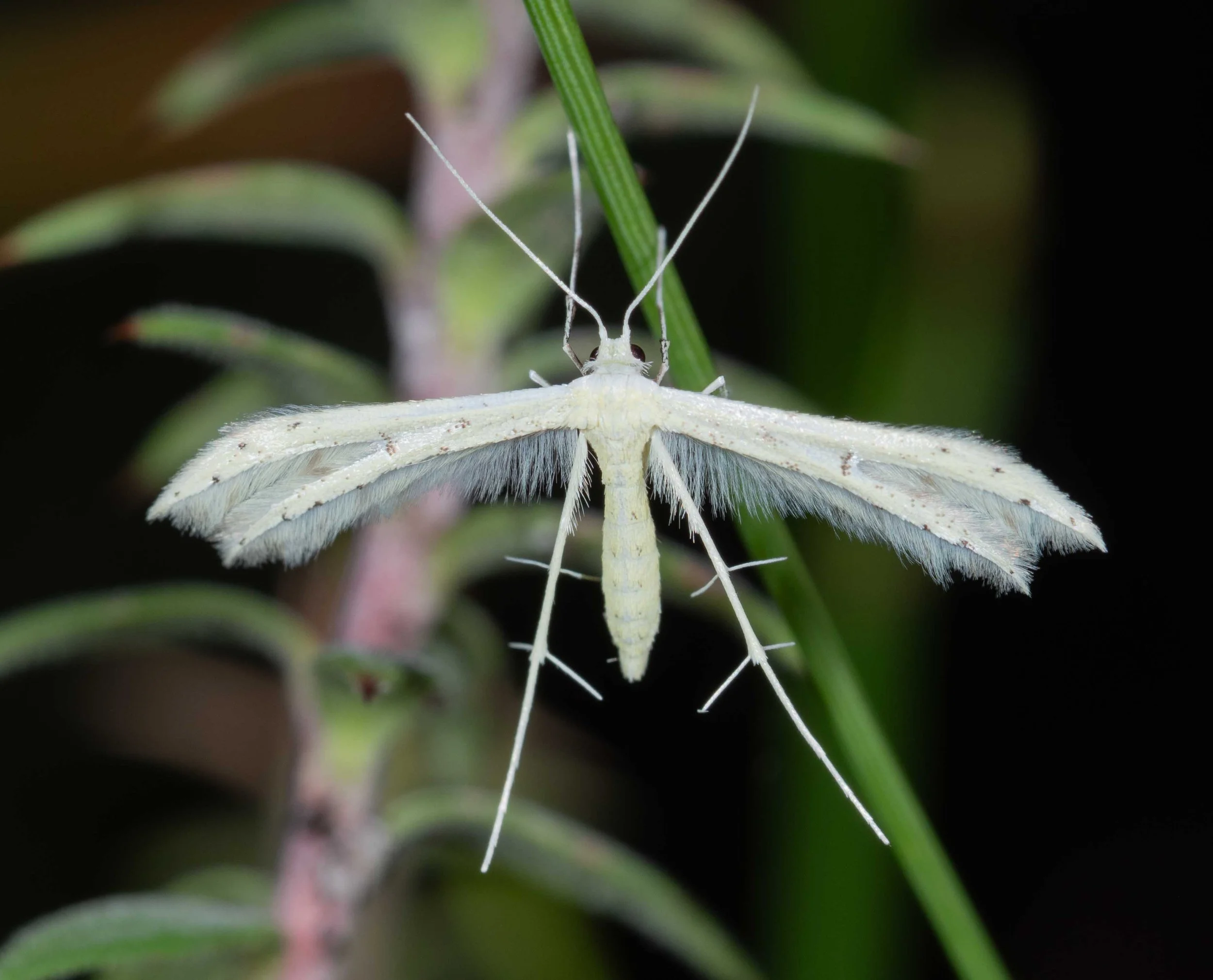  More delicate symmetry suspended from the low vegetation.   Imbophorus aptalis  (plume moth) 