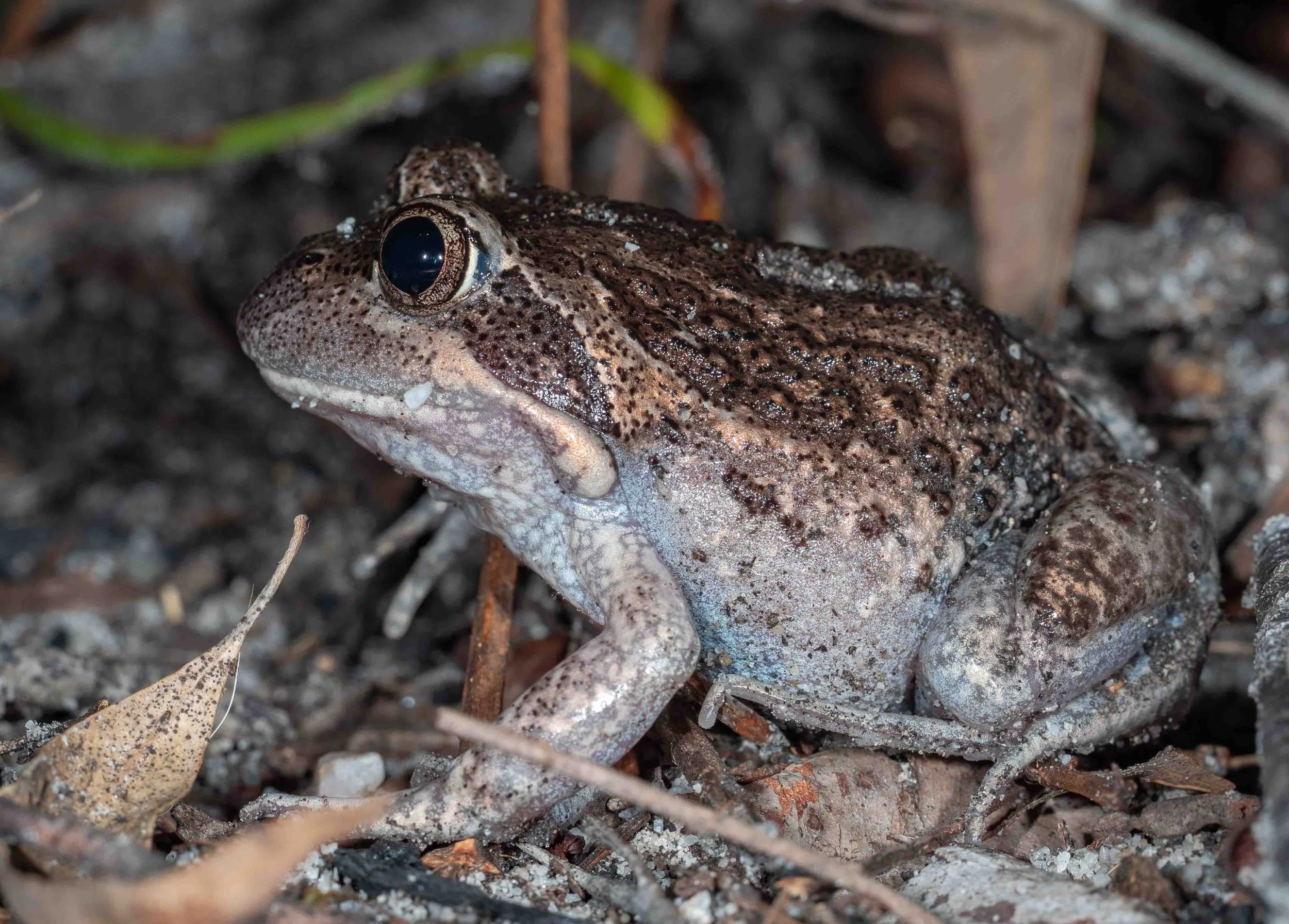  A species we hear at the pond only occasionally. They have been making their presence known since the heavy rain last week. This one was deep in forest, far removed from any standing water. And very obliging for the camera!   Limnodynastes dumerilii