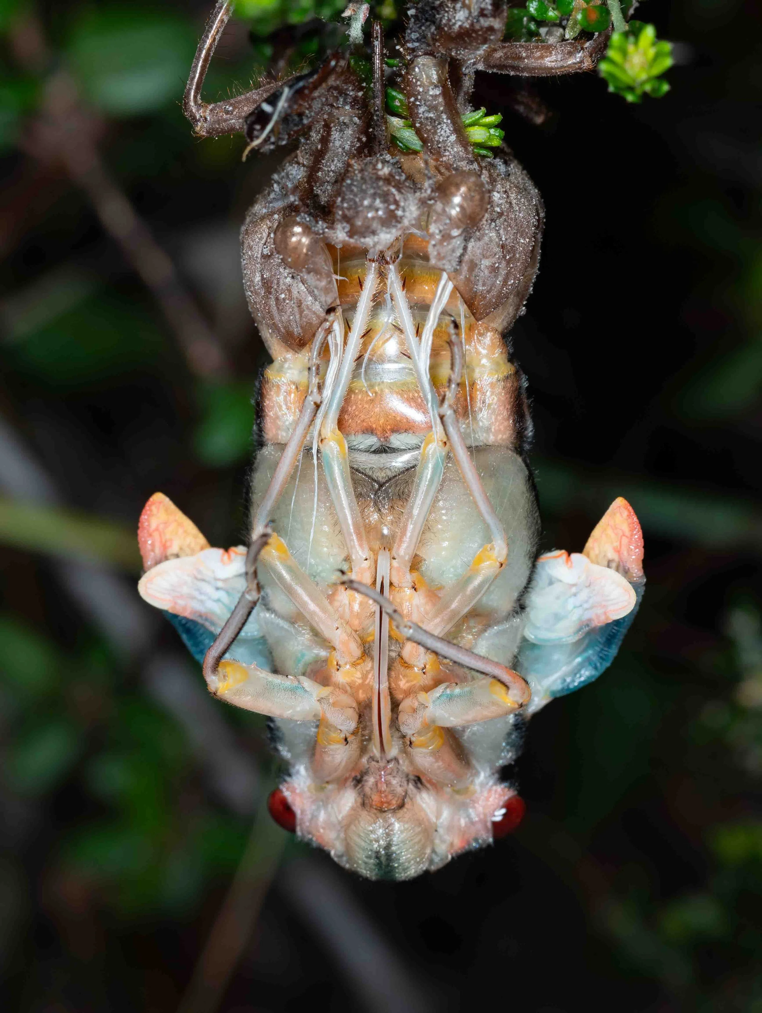  10:15pm  Recent warm days have brought the summer cicada chorus to life. By day most are out of sight, high in forest canopy. So it was a special treat to find this one just emerging after many months (or perhaps years) spent underground.   Psaltoda