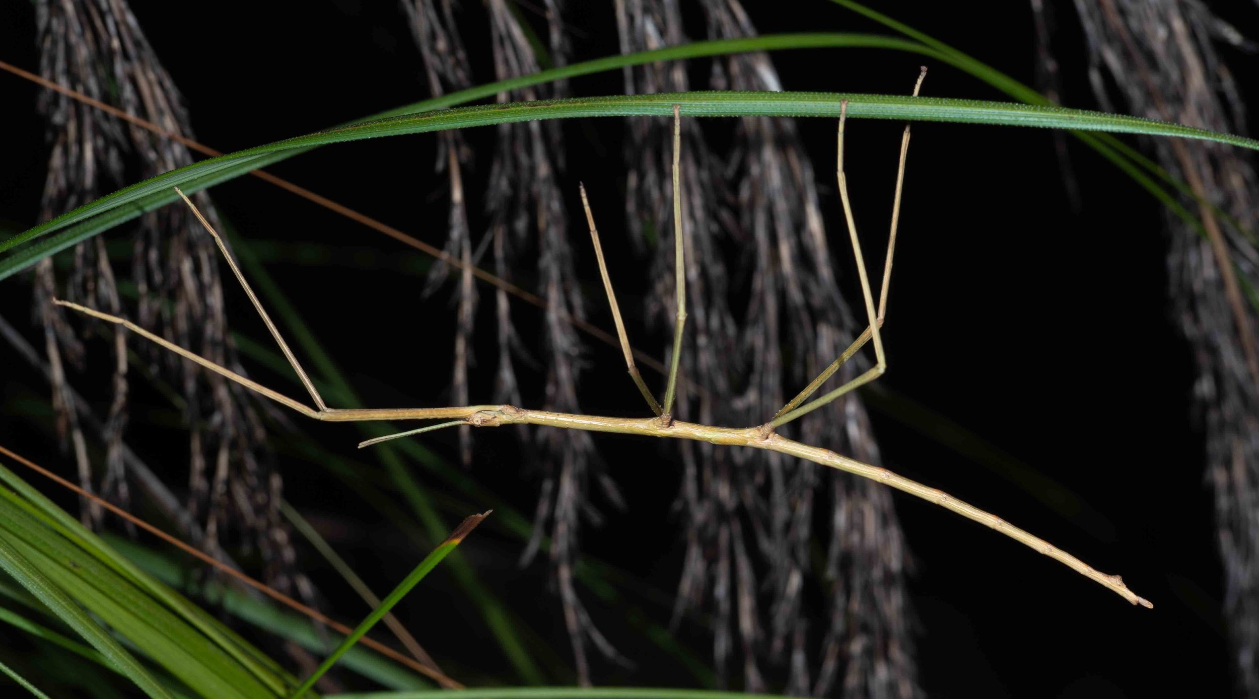  A small, delicate nymph – and a species we see often.   Ctenomorpha marginipennis  (Margin-winged Stick Insect) 