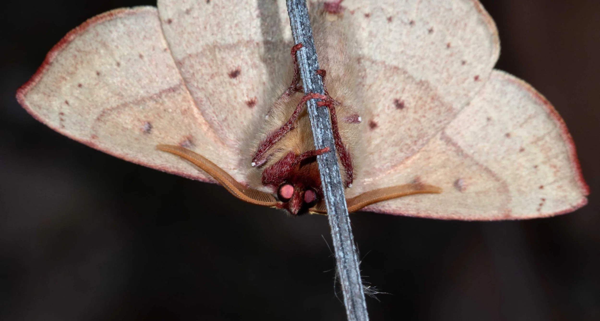  One of our more common, medium-sized moths. The impressive antennae mark this one a male   Anthela acuta   