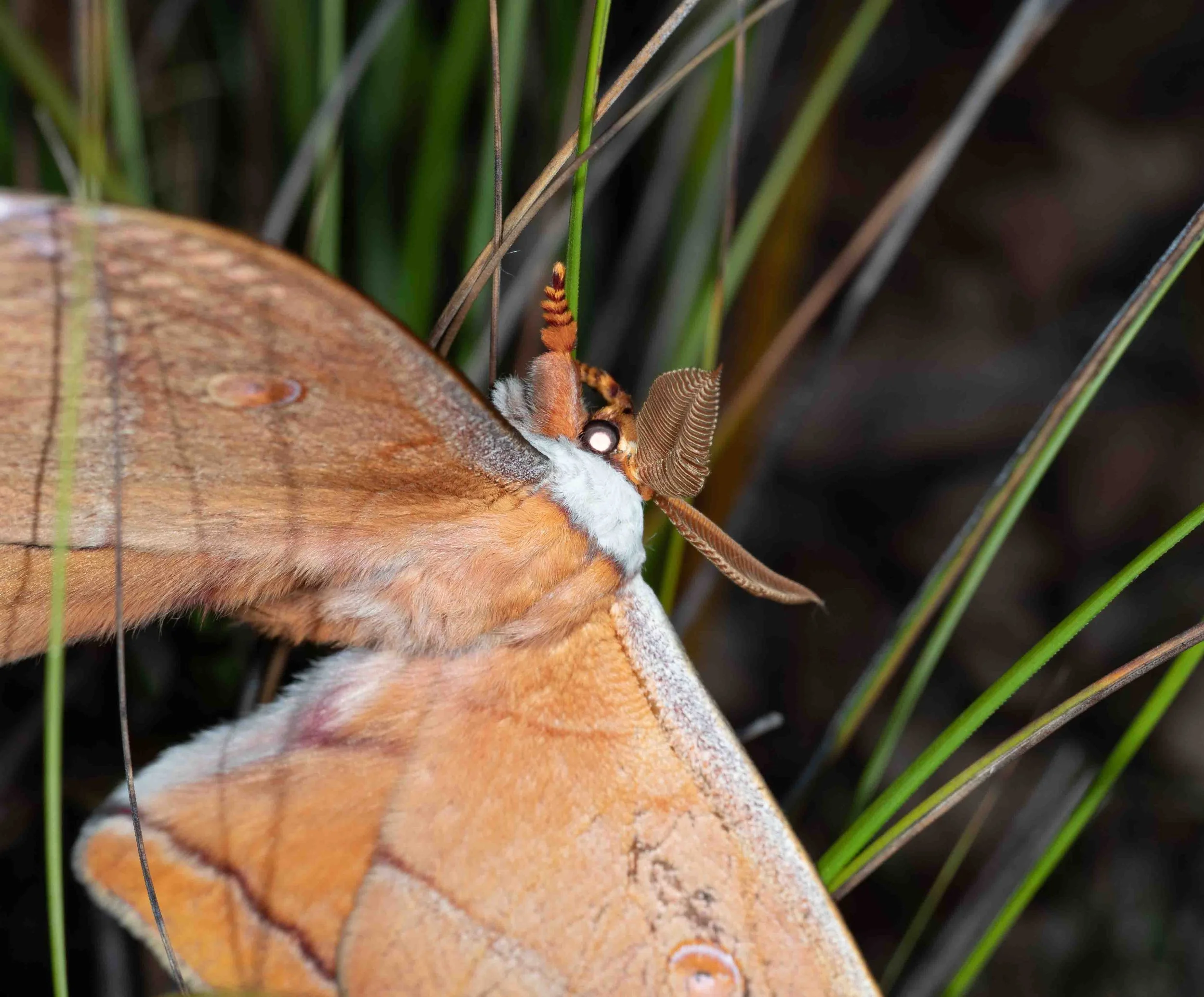  A male … the antennae are the clue.    Opodiphthera helena  (gum moth) 