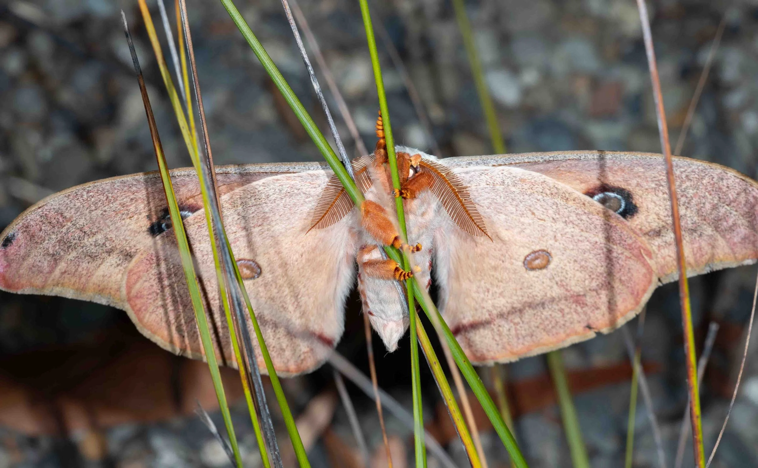  With a wing span of 13cm, sightings of these gentle giants are always a treat.    Opodiphthera helena  (gum moth) 