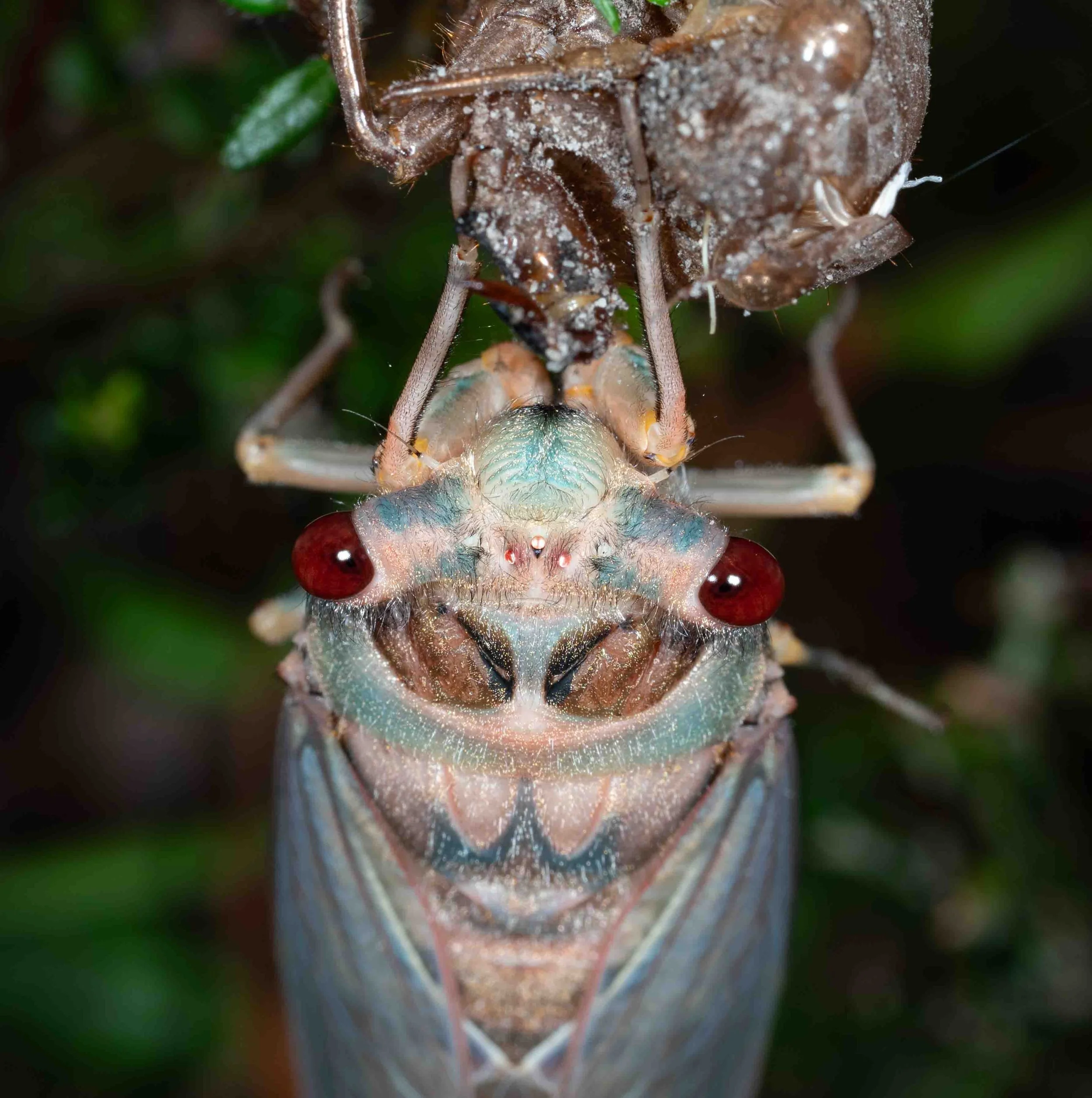  12:17am  It takes time for the cuticle to harden, and until then the insect hangs motionless by the claws on its front pair of legs.   Psaltoda moerens  (Redeye Cicada) 