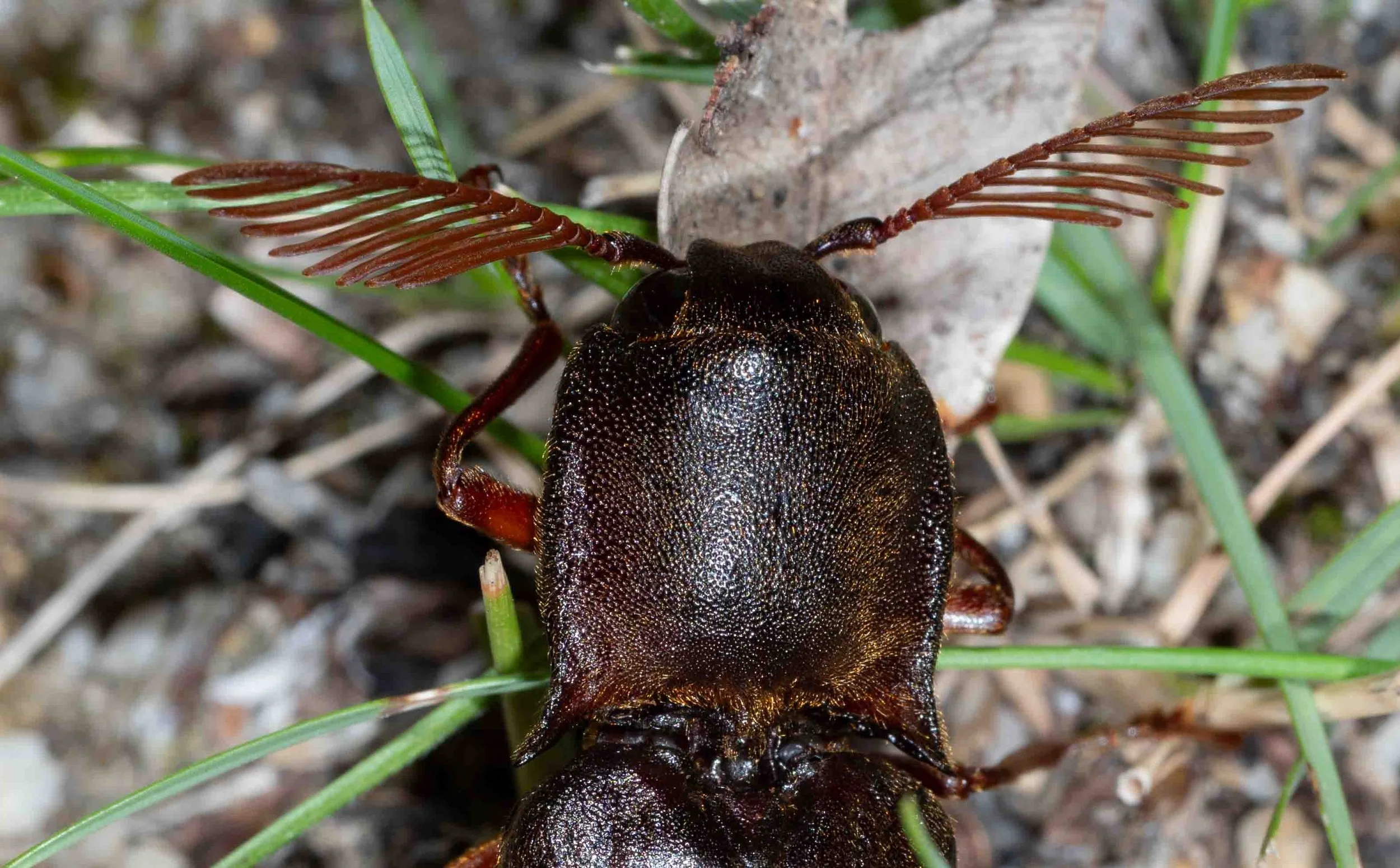  Click beetles can be devilishly difficult to identify, but this one is distinguished by its large size (36mm long) … and those extraordinary antennae!   Pseudotetralobus  (click beetle) 