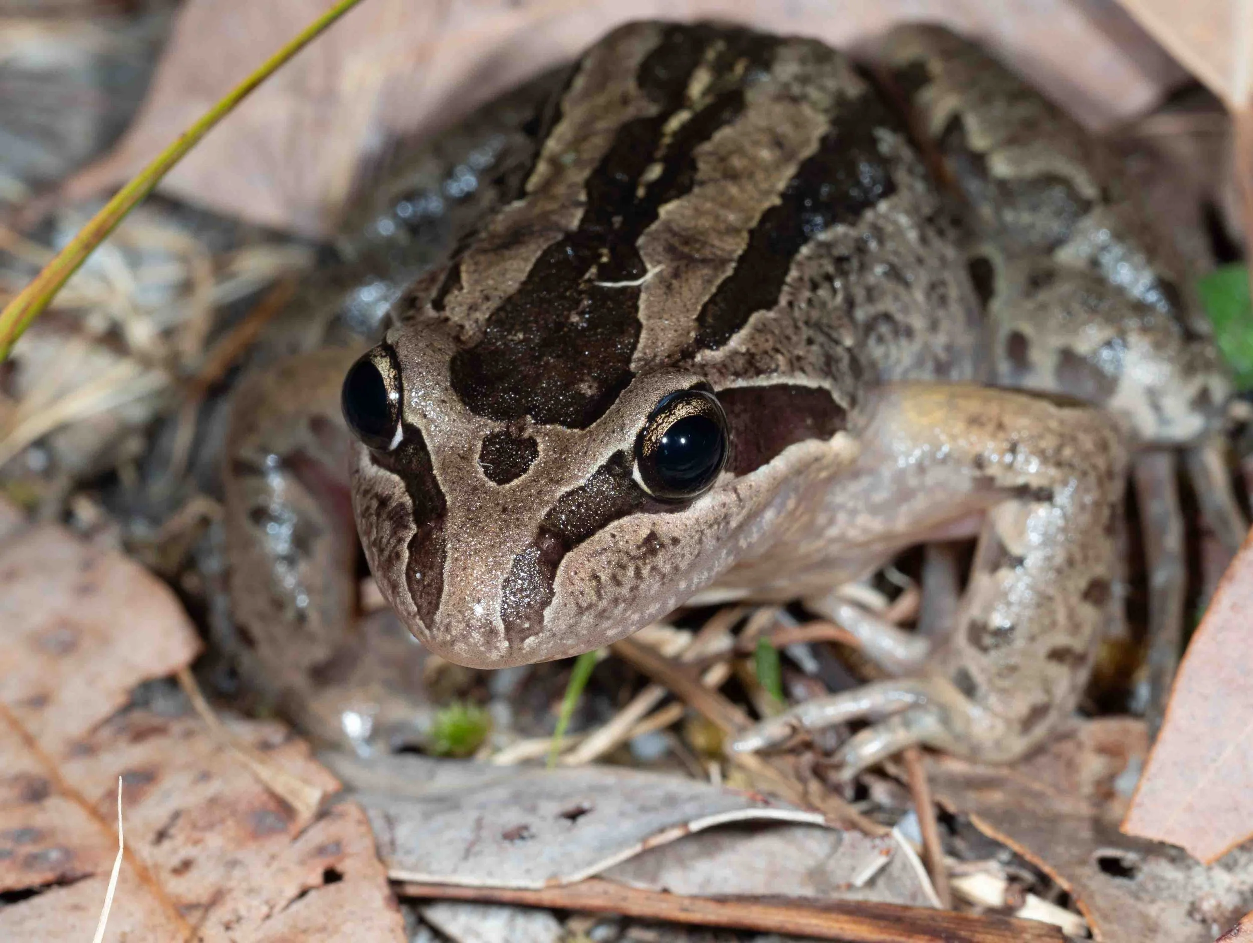  One of several large species of frogs out and about this night. This species lives under rocks or logs close to permanent water. Predictably, this one was alongside our small frog pond.   Limnodynastes peronii  (Striped Marsh Frog) 