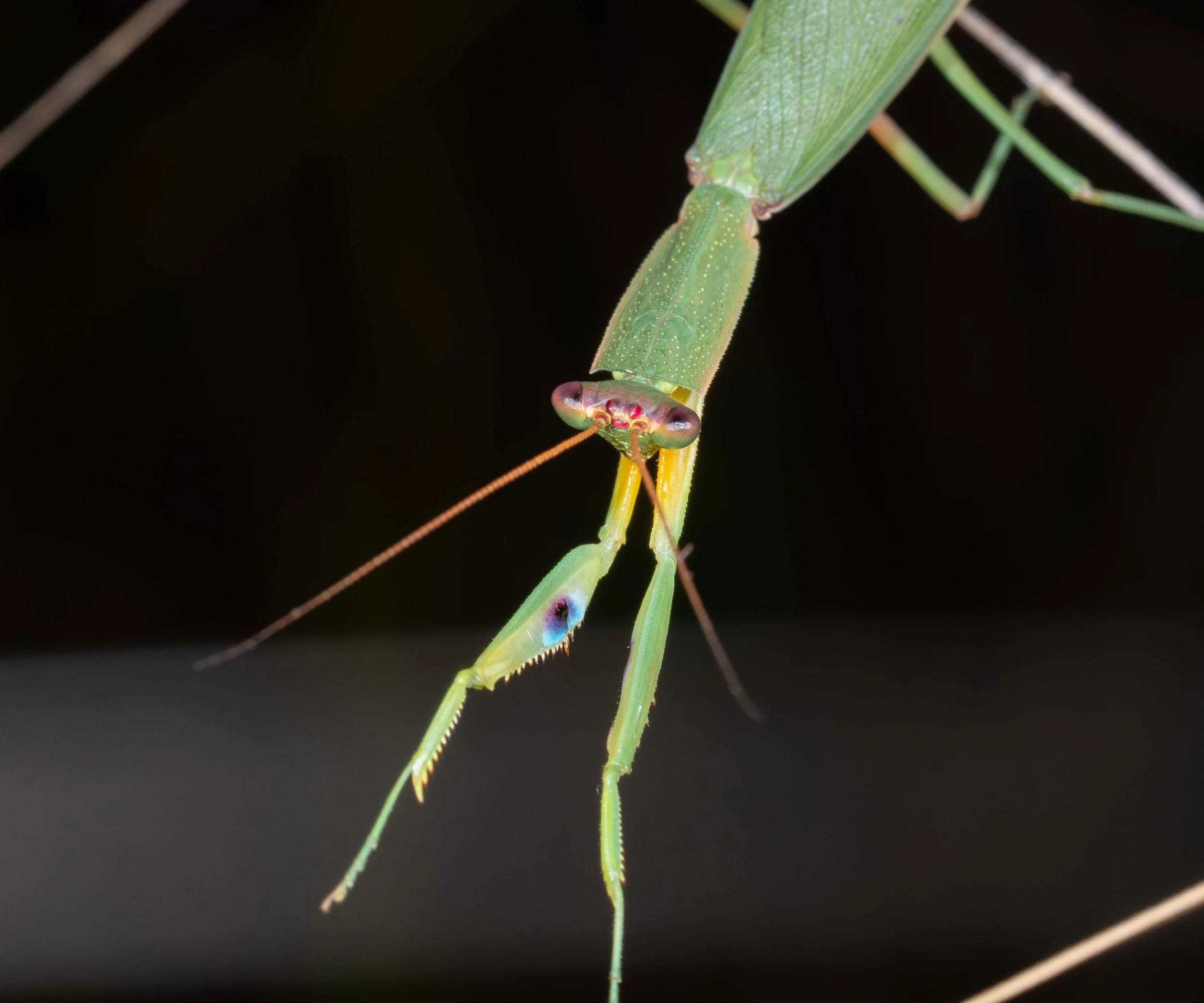  One of the most common and widespread of mantids.   Orthodera ministralis  (Australian Garden Mantis) 