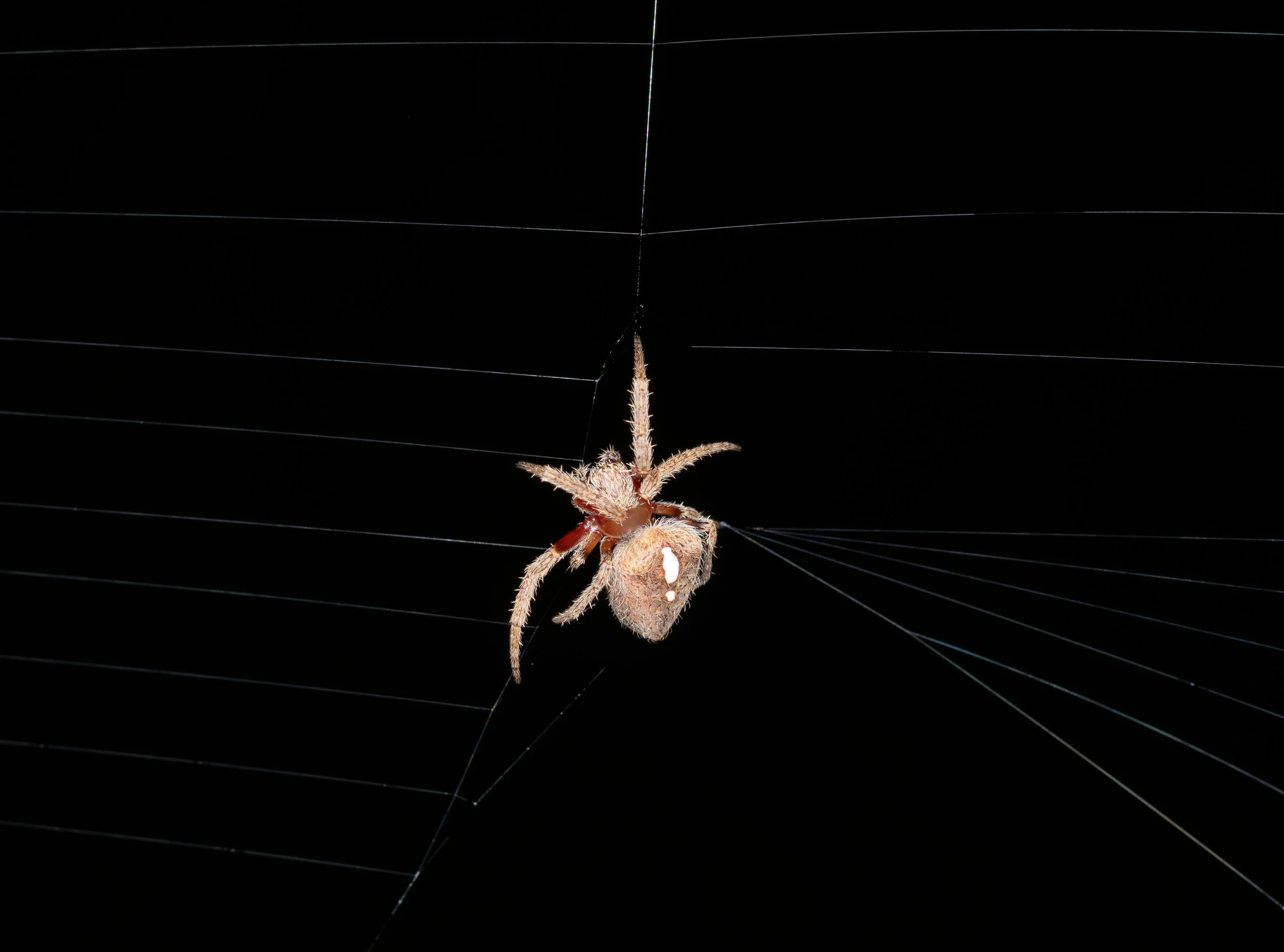  No prizes for guessing … this one a common orb weaver. She has just started to construct her web. The supporting lines are in place. The next steps will be to weave the spiral.   Hortophora  (garden orb-weaver) 