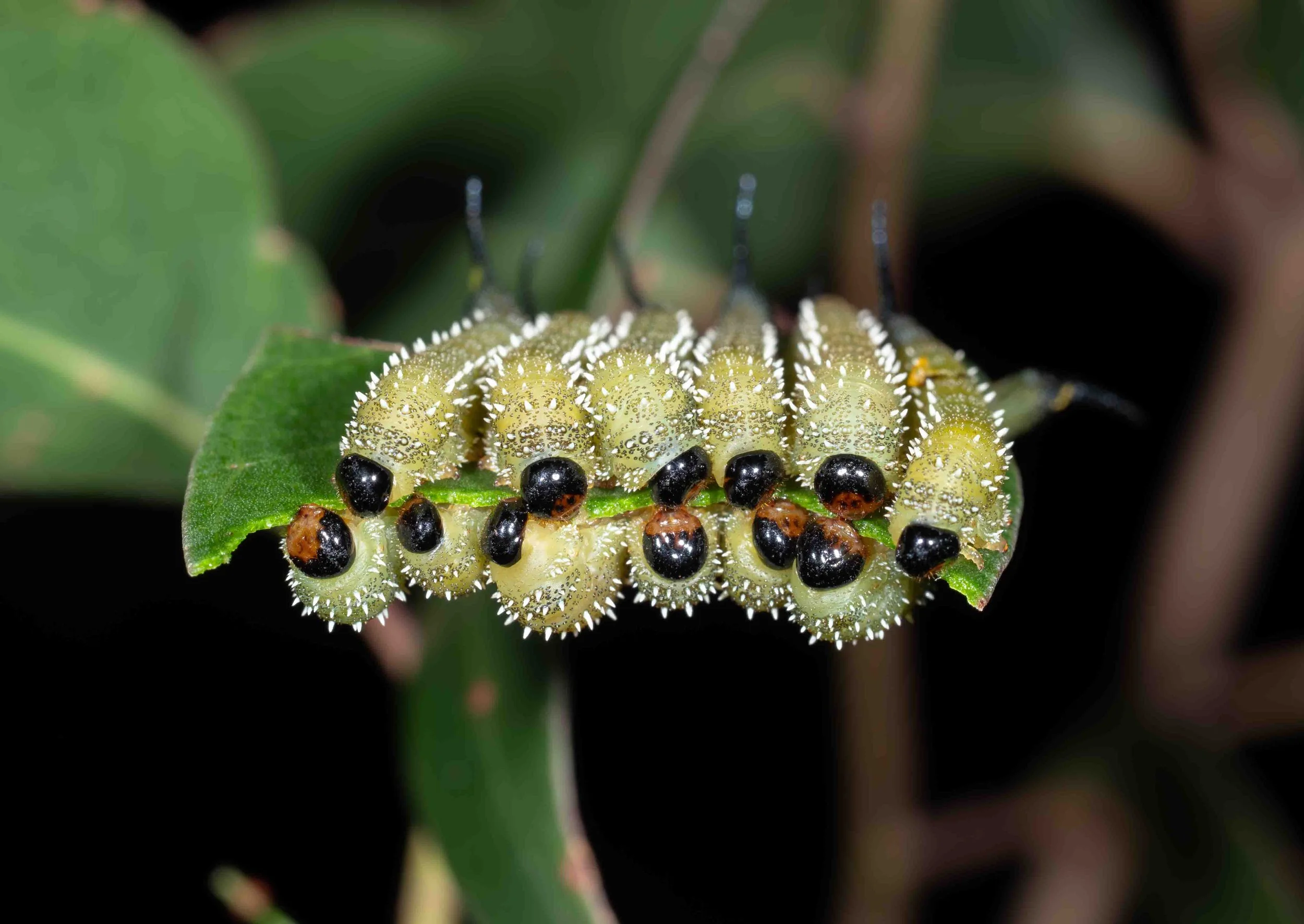  Sawfly larvae are typically gregarious, and it is common to see them neatly aligned when feeding. More lovely symmetry! These were rapidly devouring a eucalypt leaf.  perhaps  Lophyrotoma  