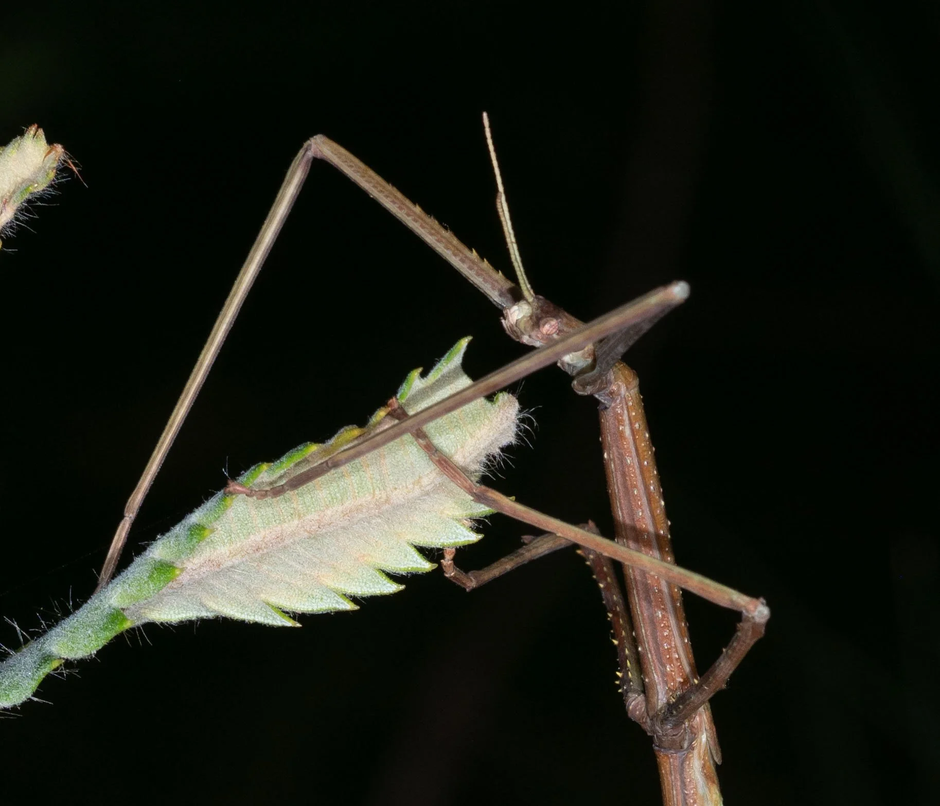  13cm in length, but apparently still a nymph (based on the short wings). Phasmids are vegetarians, this one munching away on the tough leaves of a young  Banksia .   Ctenomorpha marginipennis  (Margin-winged Stick Insect) 