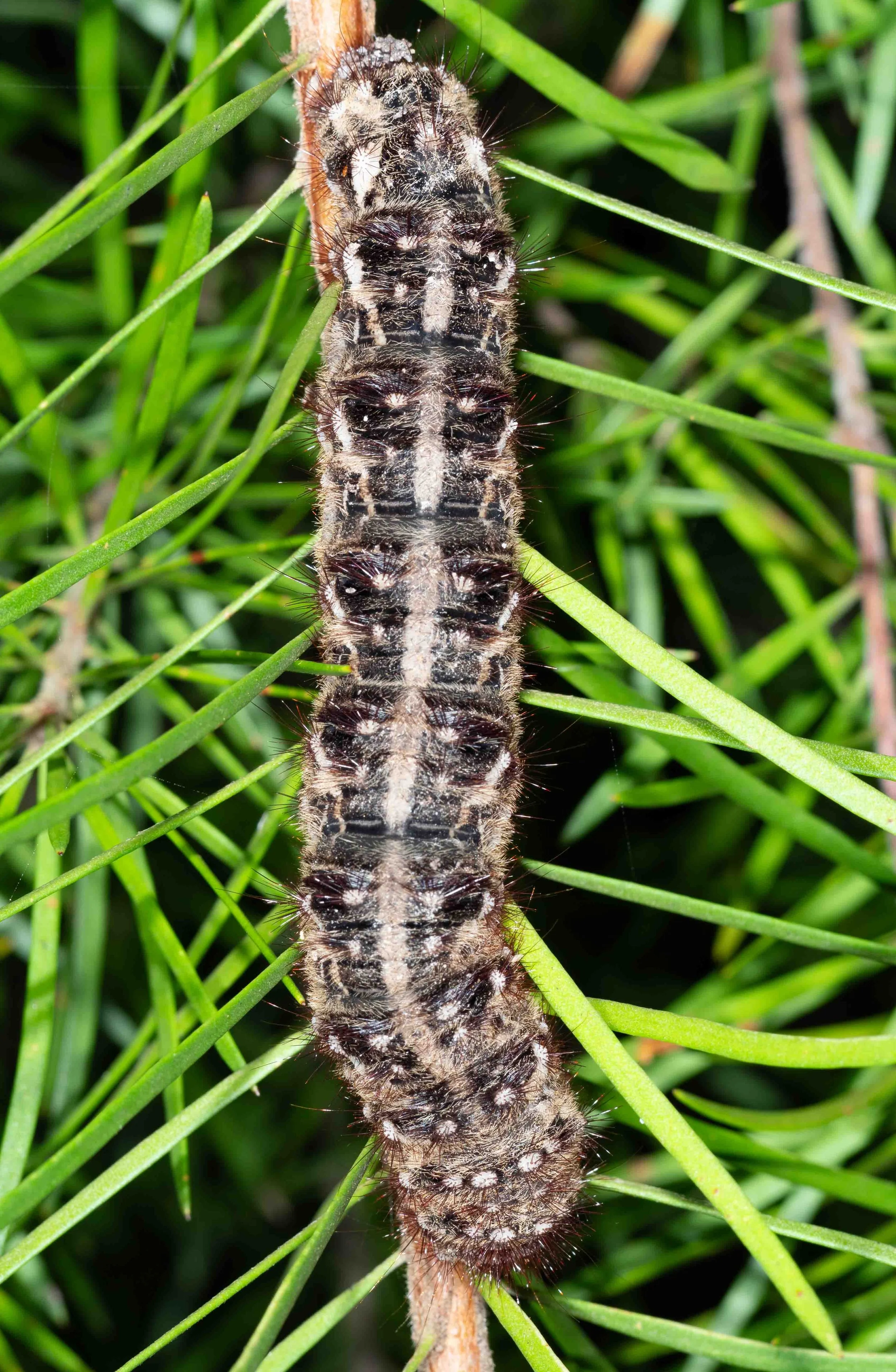  Nearly 8cm long, but a caterpillar we’ve never seen before. The adults are familiar – although we saw none this night. Unsurprising, as they tend to fly in April-May. So I’m guessing this huge caterpillar will soon pupate.   Chelepteryx chalepteryx 