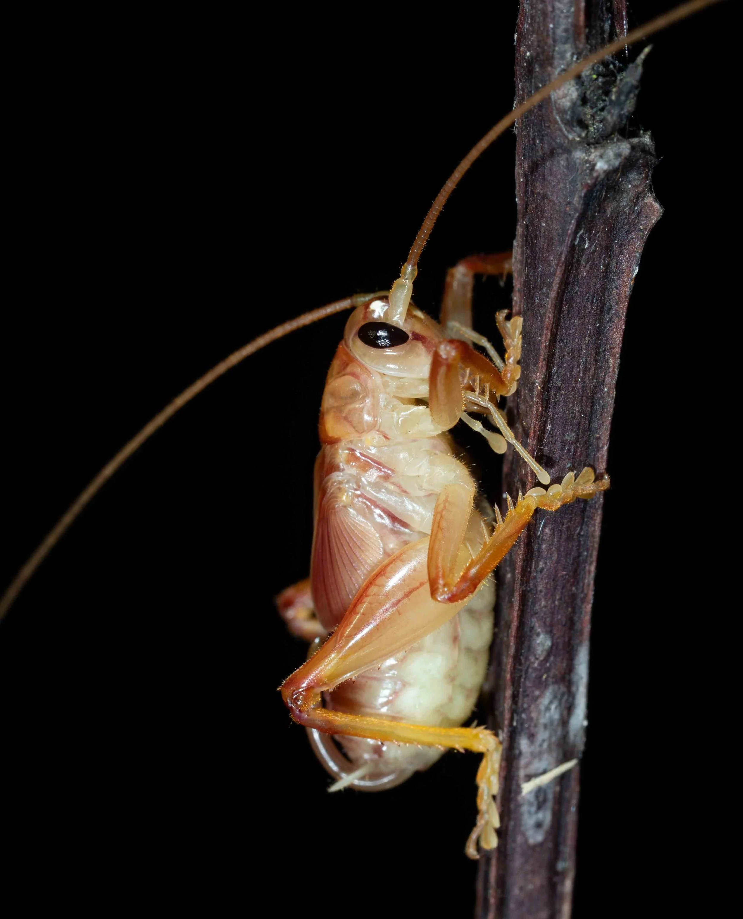  The soft body of this cricket must make it particularly vulnerable to predators and desiccation. A nocturnal lifestyle makes sense. This is a nymph.  genus uncertain (raspy cricket) 
