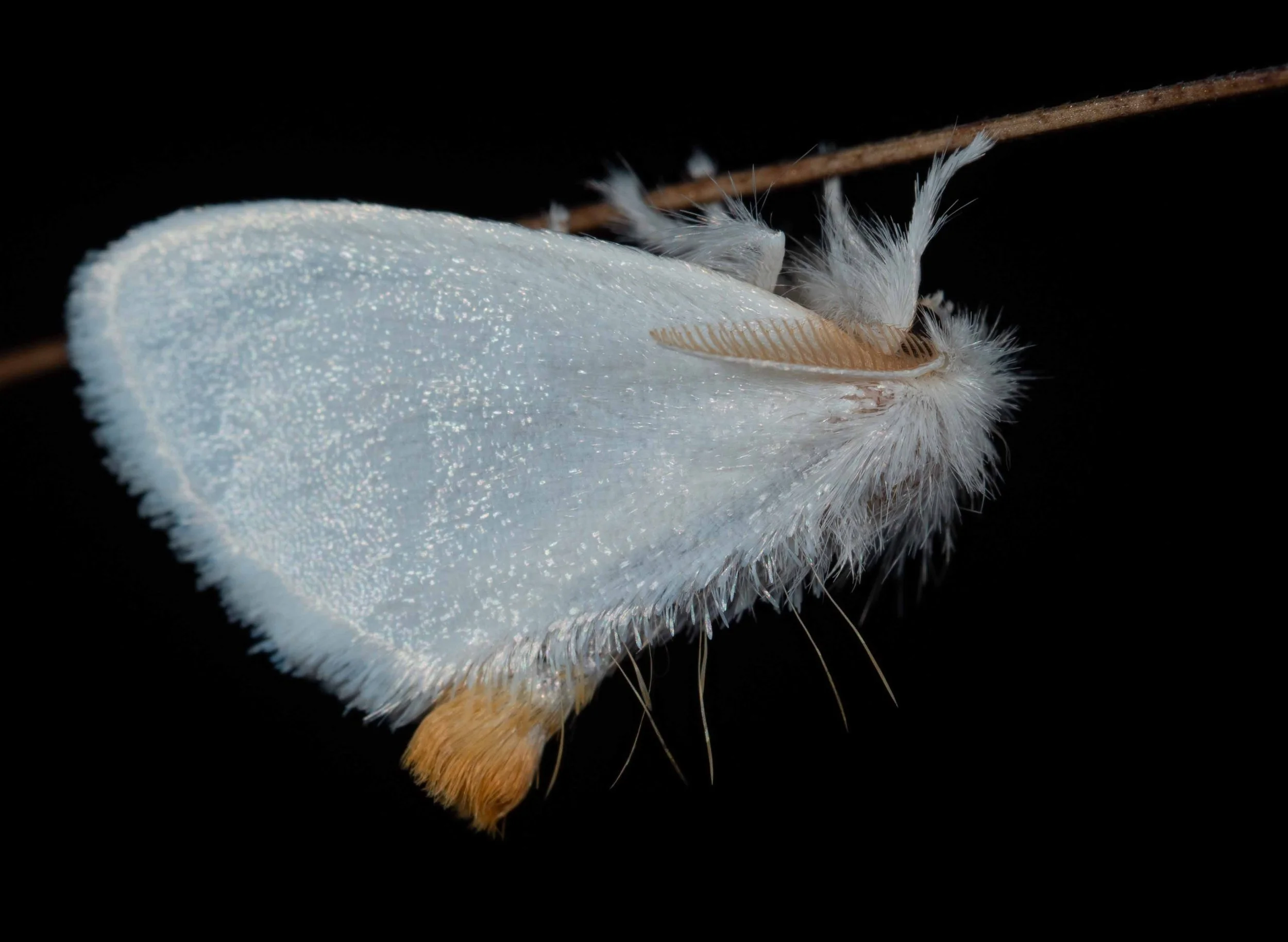  In this family, both sexes have branched antennae. The clue that this is a female is the tuft of orange scales at the tip of the abdomen. These are deposited when she lays her eggs, providing a degree of protection and support for the egg mass.   Ac