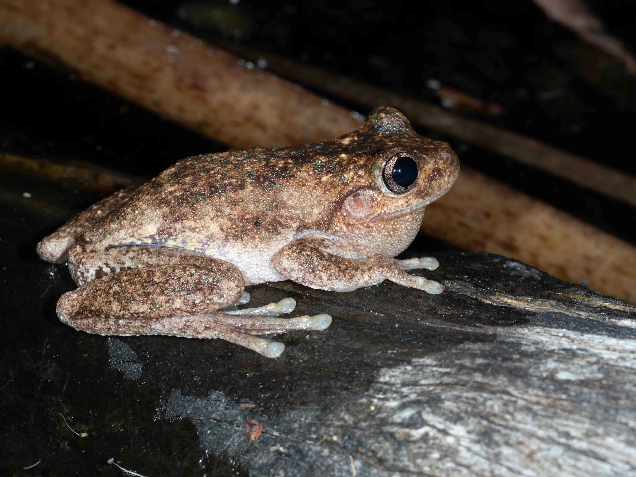  In contrast to the Striped Marsh Frog, this species spends much of its adult life well away from water … including in tall trees. They come to water to breed. This male was calling loudly from a log in the frog pond.   Pengilleyia peronii  (Peron’s 