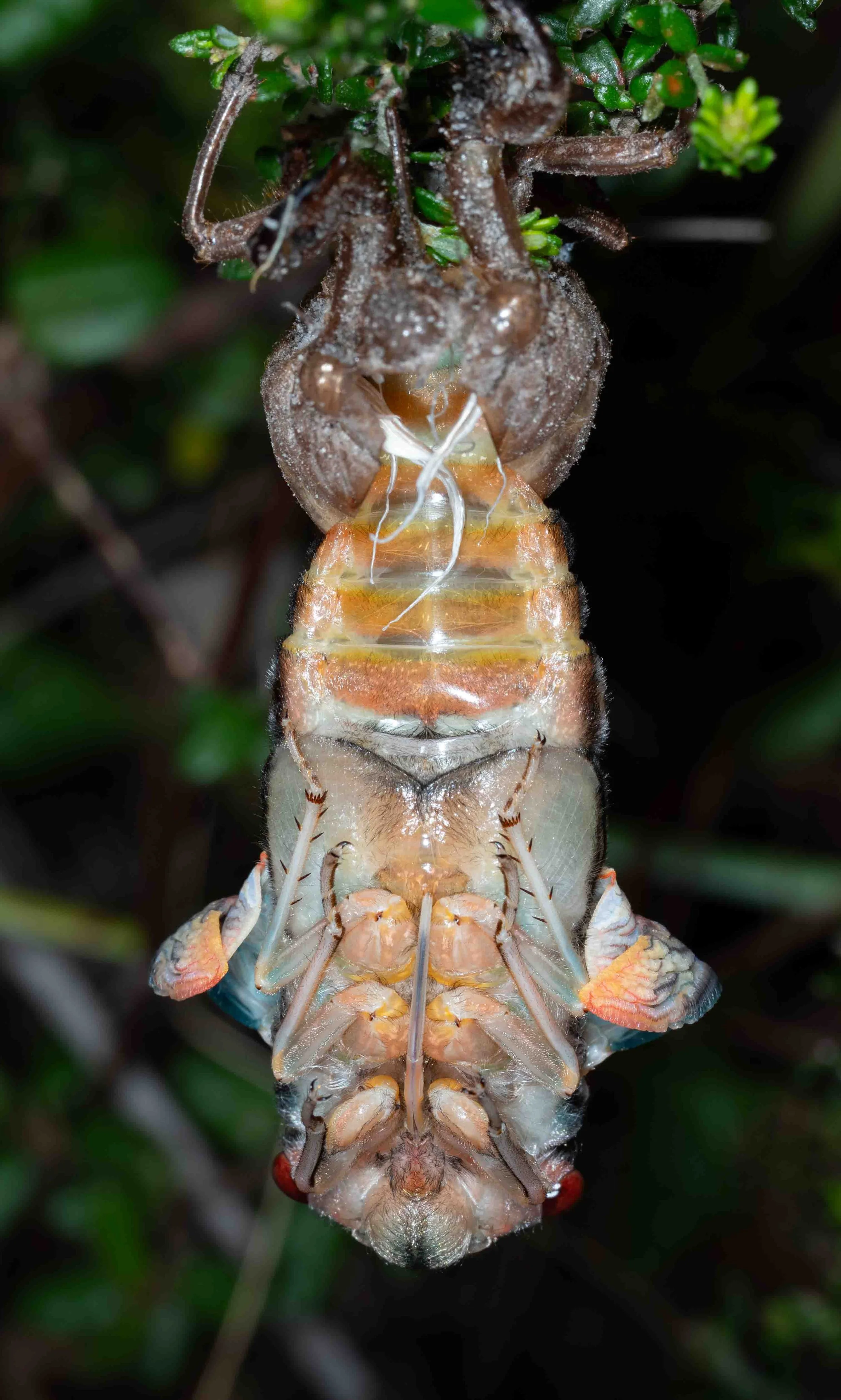  10:44pm  Emergence from the final nymphal skin is a slow, laborious process. At this stage the legs are free but the wings have yet to begin their expansion.   Psaltoda moerens  (Redeye Cicada) 