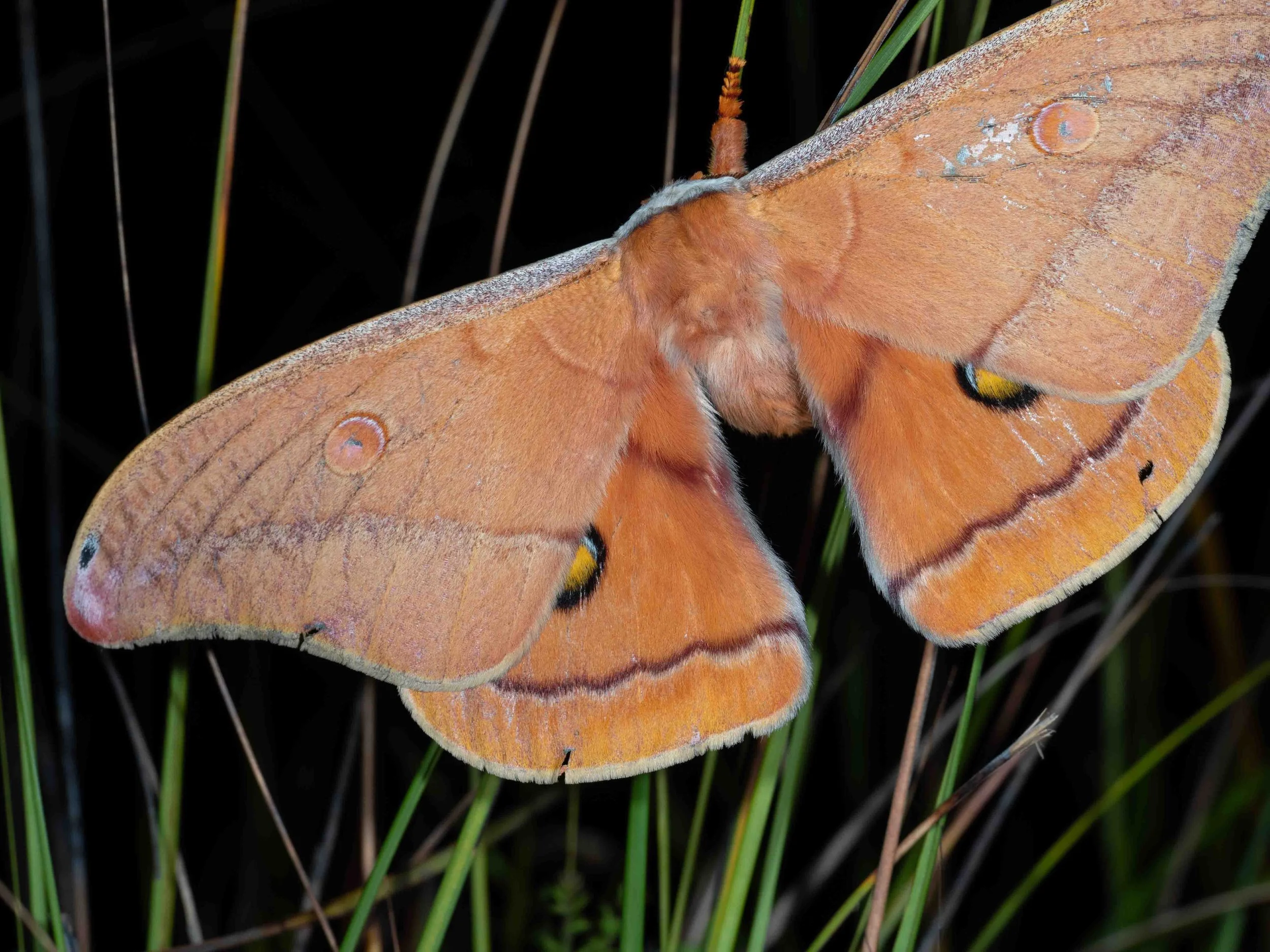  Like the adults, the caterpillars are sensational – large and colourful, feeding in the open on eucalypt leaves. Yet we have never seen one! Perhaps they are out of our reach, high in the forest canopy.   Opodiphthera helena  (gum moth) 