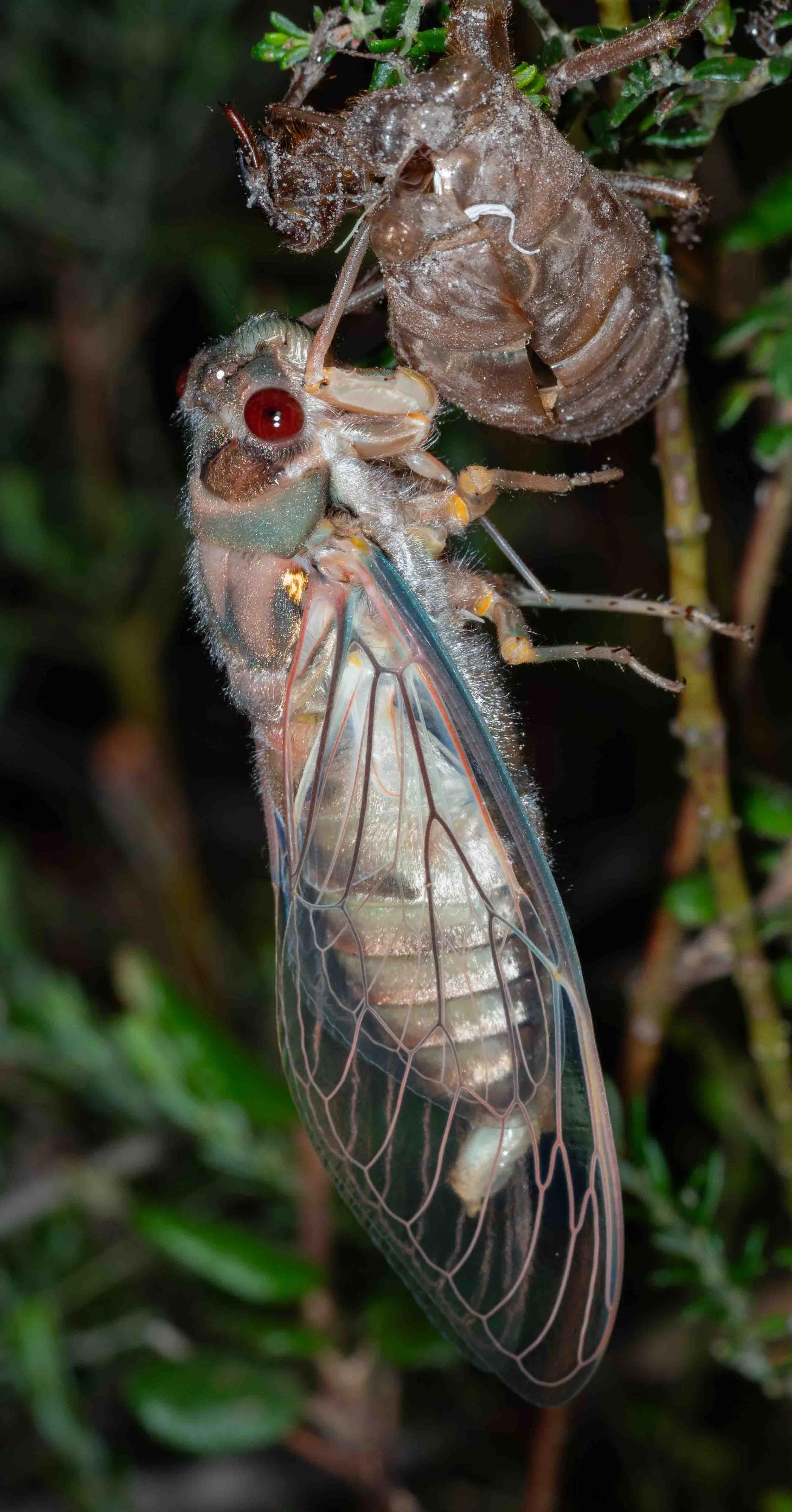  1:00am  By morning, the entire body will be jet black. Indeed, it took me a while to recognise the species. Even the wings will develop distinctive dark ‘infuscations’, characteristic of the species but not at all evident yet.   Psaltoda moerens  (R