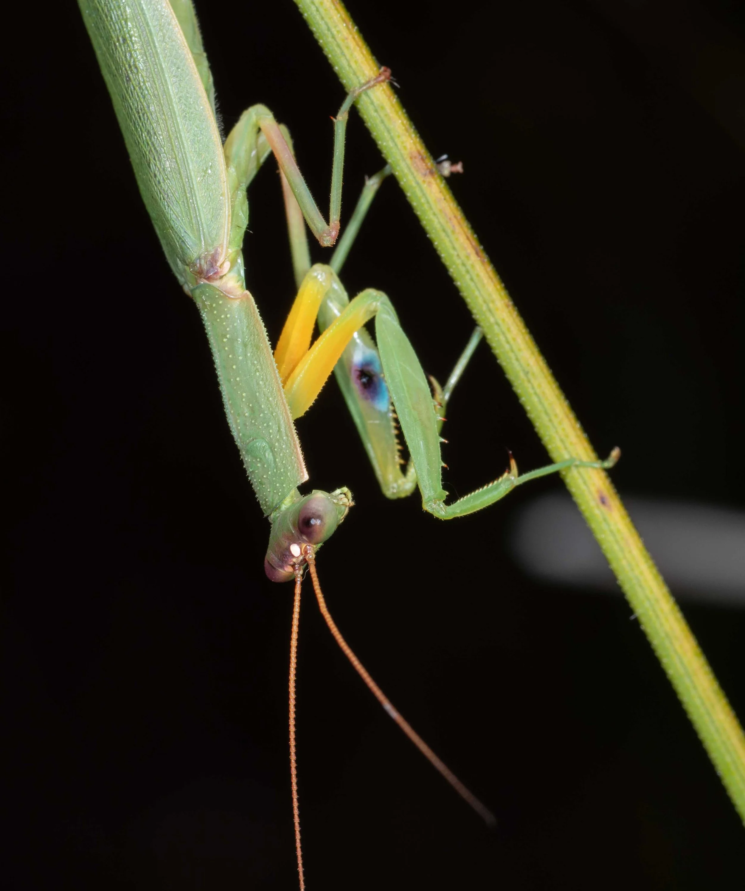   Orthodera ministralis  (Australian Garden Mantis) 