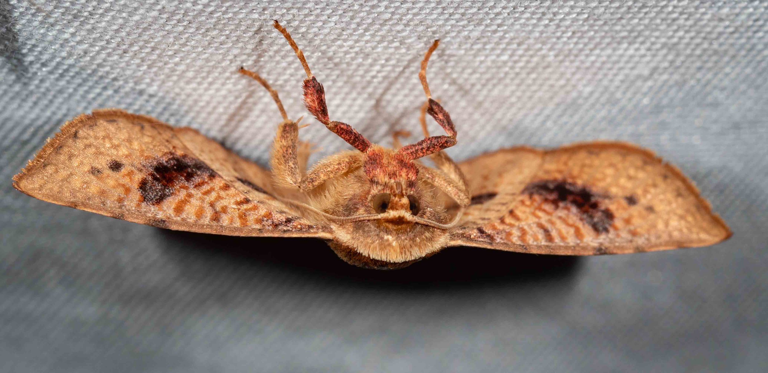  A rather stunning moth and yet another new one for home  … although it is a widespread and rather common species.   Aglaopus pyrrhata  (picture-winged moth) 