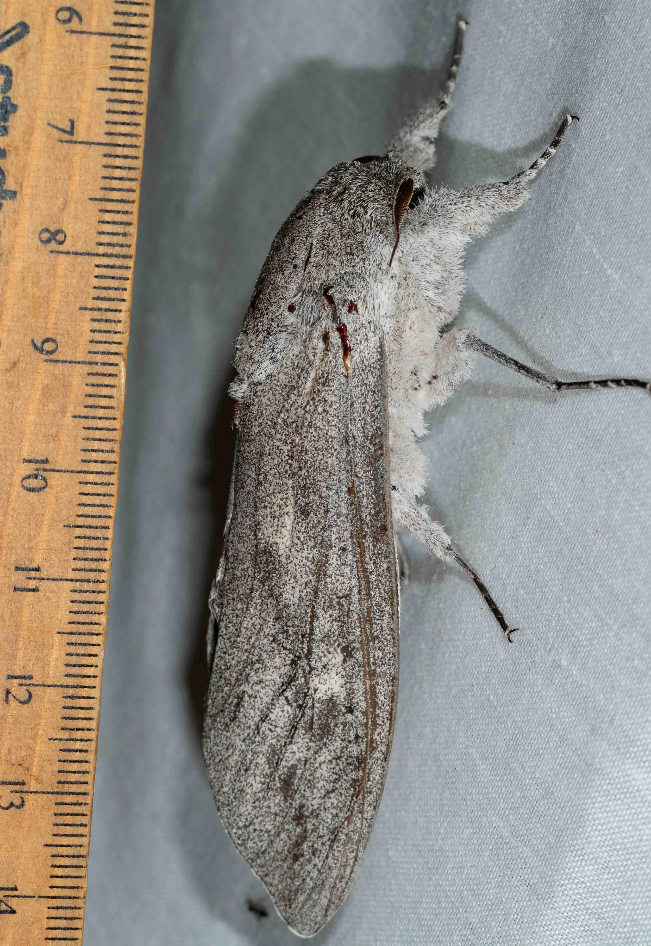 A giant indeed! According to the Australian Museum website, this species is the heaviest moth in the world, “ with some females weighing up to 30 grams ”. Record-breaker or not, this is an impressive insect.   Endoxyla cinereus  (Giant Wood Moth) 