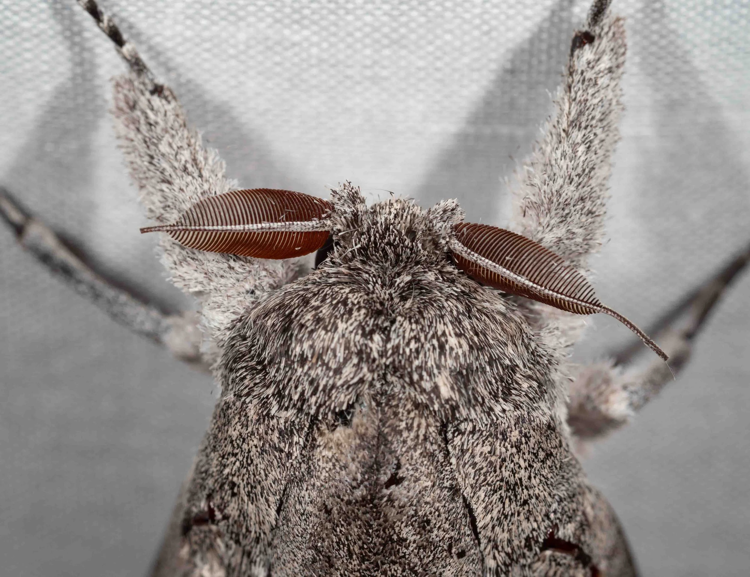  The feathery antennae are a sex marker in this species. So this one is a male. I look forward to seeing the even larger female sometime.   Endoxyla cinereus  (Giant Wood Moth) 