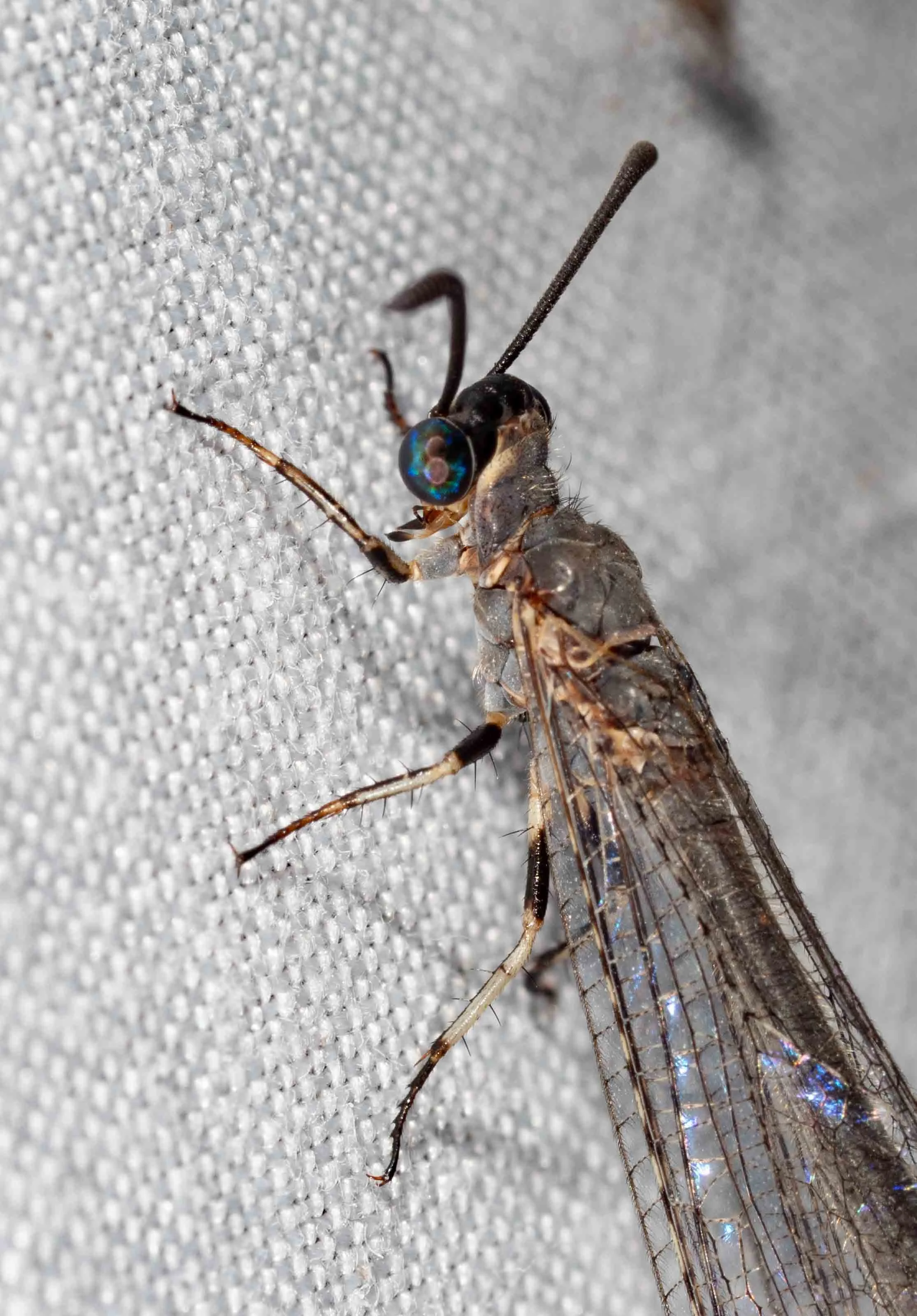  Lacewings are usually represented at a light sheet.    Myrmeleon acer  (Common Brown Antlion) 