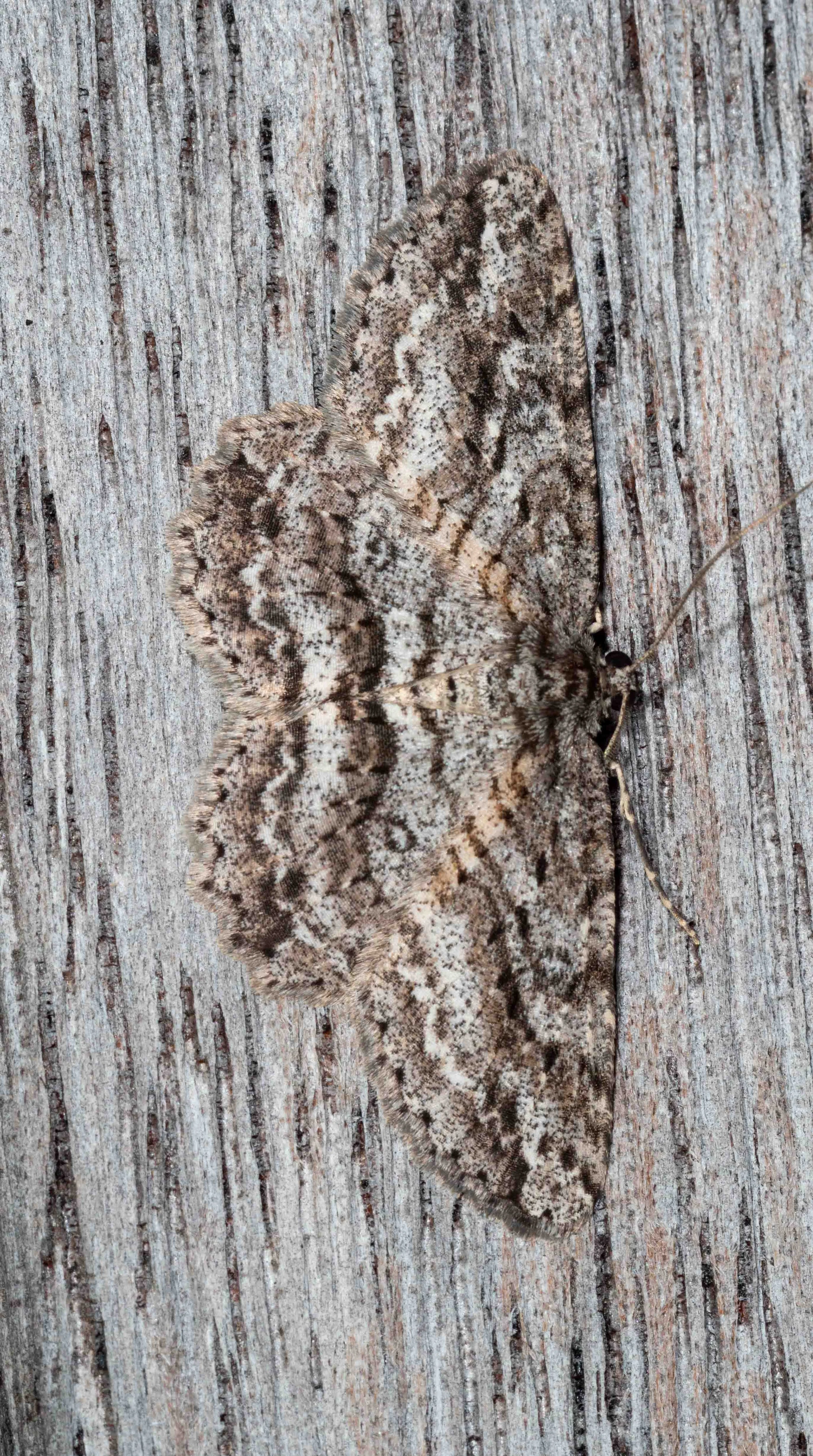  Not on the sheet, but on the post alongside. I suspect the orientation is deliberate, enhancing the camouflage effect.   Ectropis fractaria  (Ringed Bark Moth) 