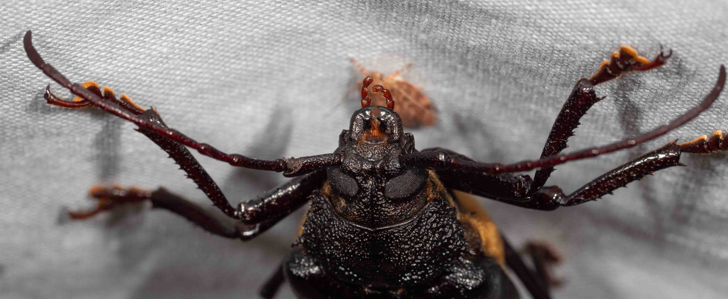  These large, ferocious-looking beetles were about in numbers. They are regular attendees at January light sheets.   Cnemoplites australis  (longhorn beetle) 