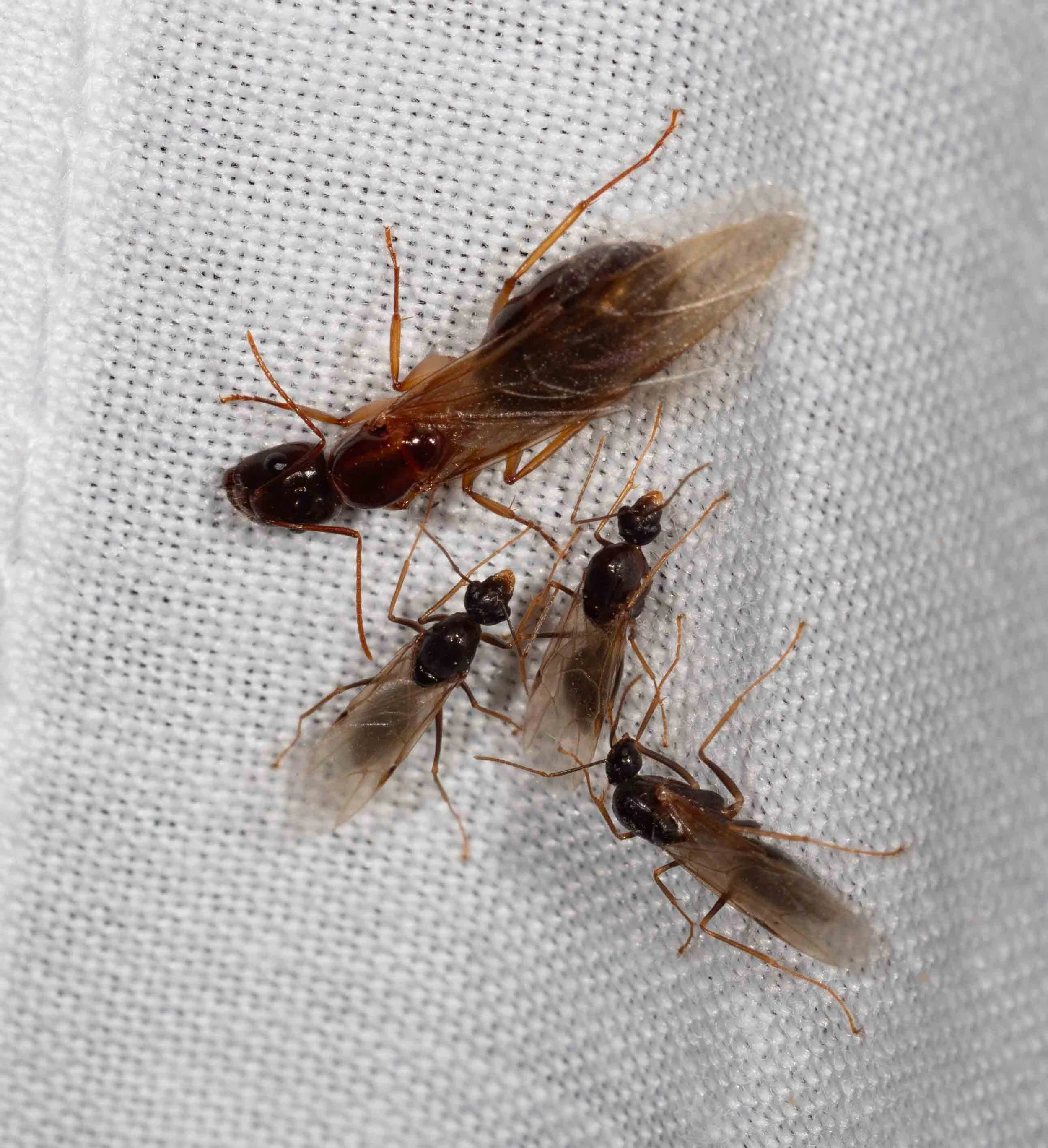  The warm night air was also filled with swarming ants. Here a large female has drawn several smaller males.    Camponotus  (sugar ants) 
