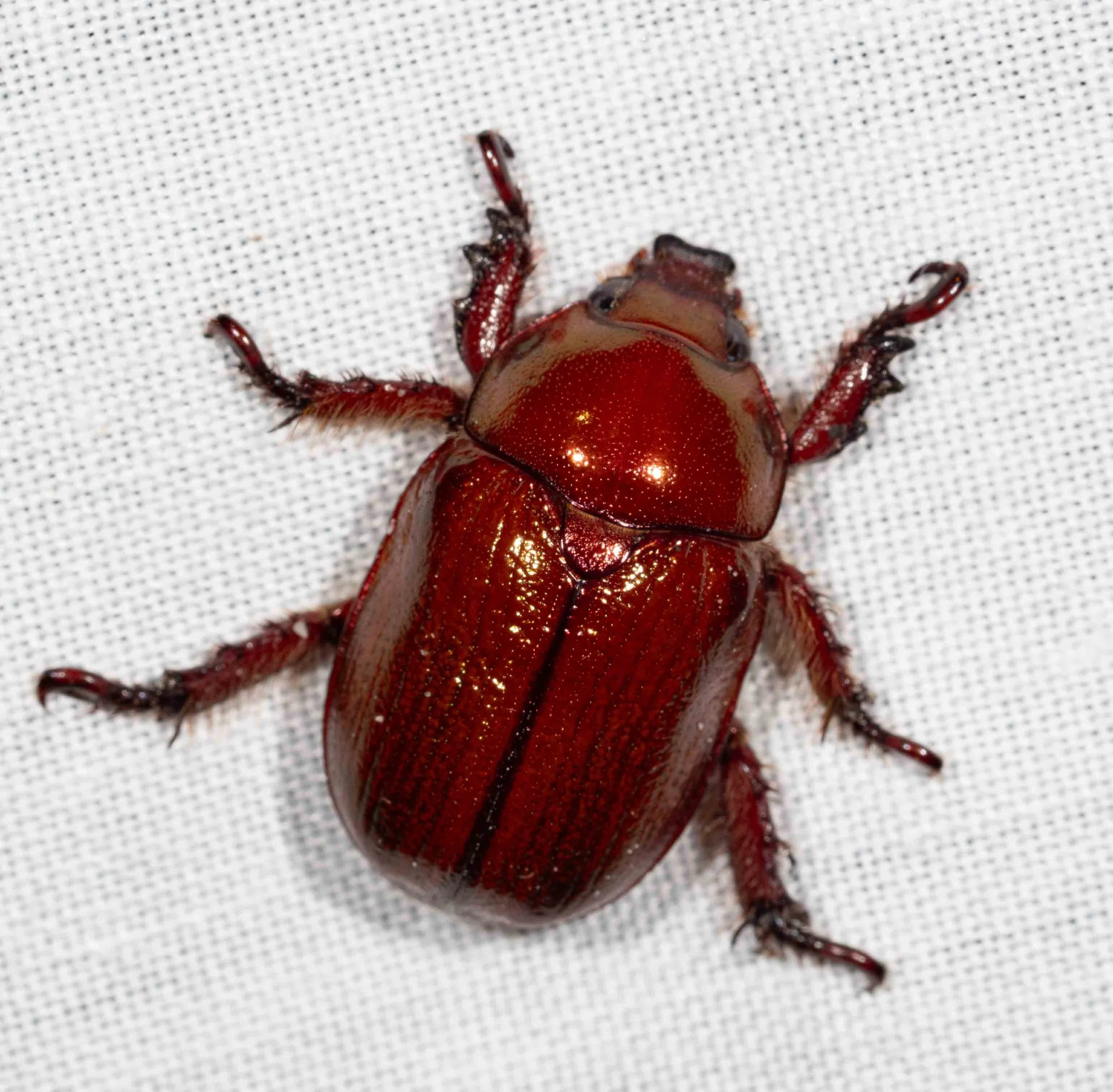  Another summer regular, and a close relative of the iconic ‘Christmas beetle’ (genus  Anoplognathus).  These relatively large beetles feed both as larvae and as adults: the larvae on decaying wood, compost or roots; the adults on leaves and flowers.