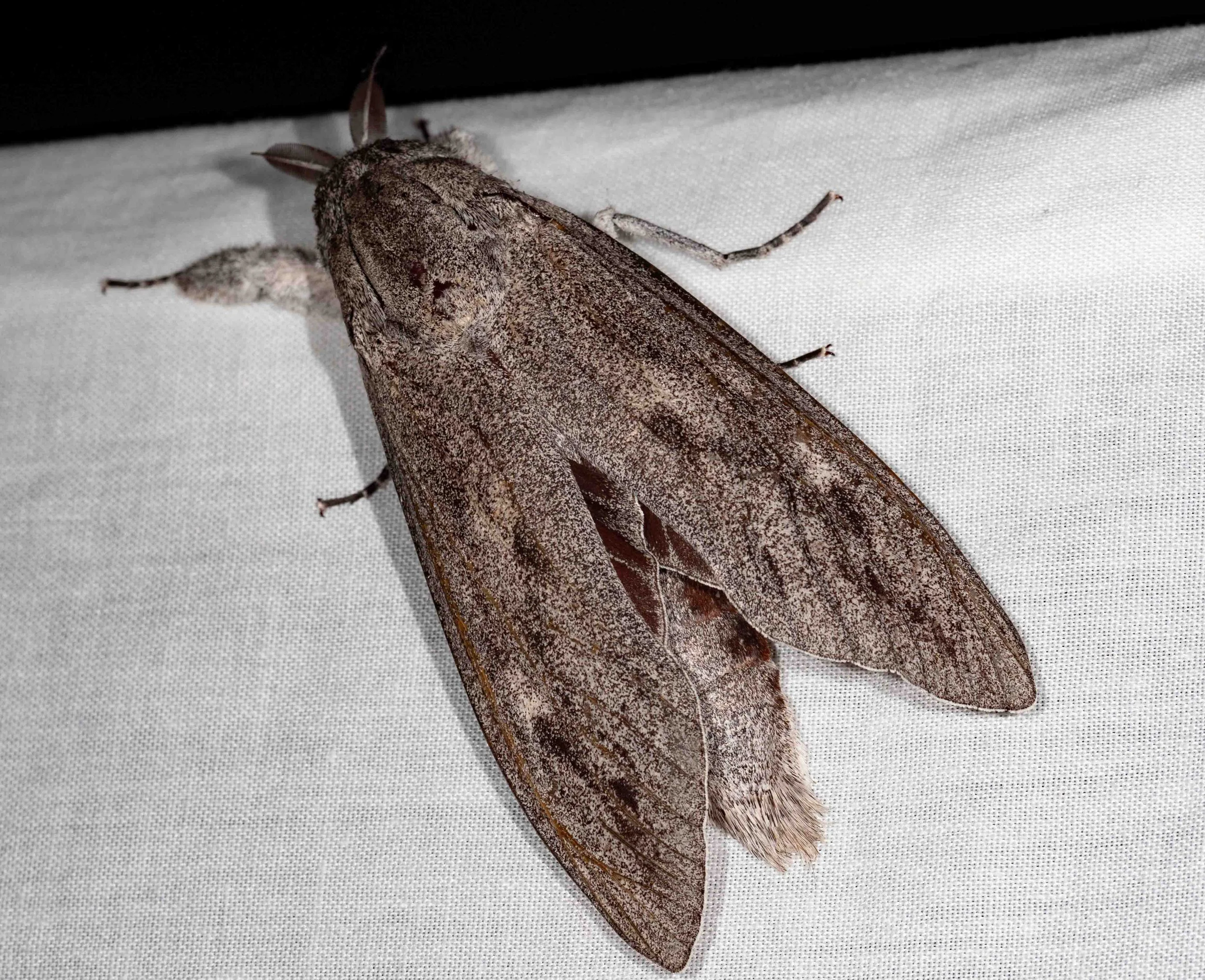  A massive moth – and a new one for our home list.   Endoxyla cinereus  (Giant Wood Moth) 