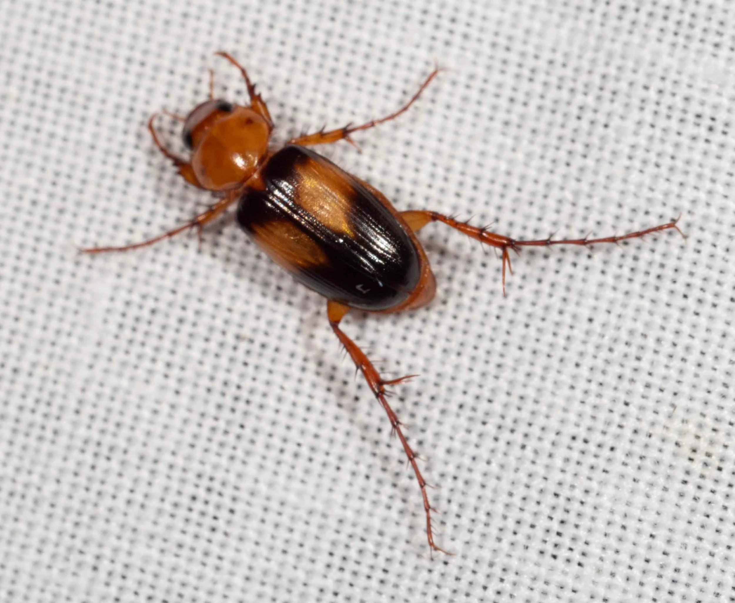  Yet another beetle drawn to the bright light.   Phyllotocus bimaculatus  (nectar scarab) 