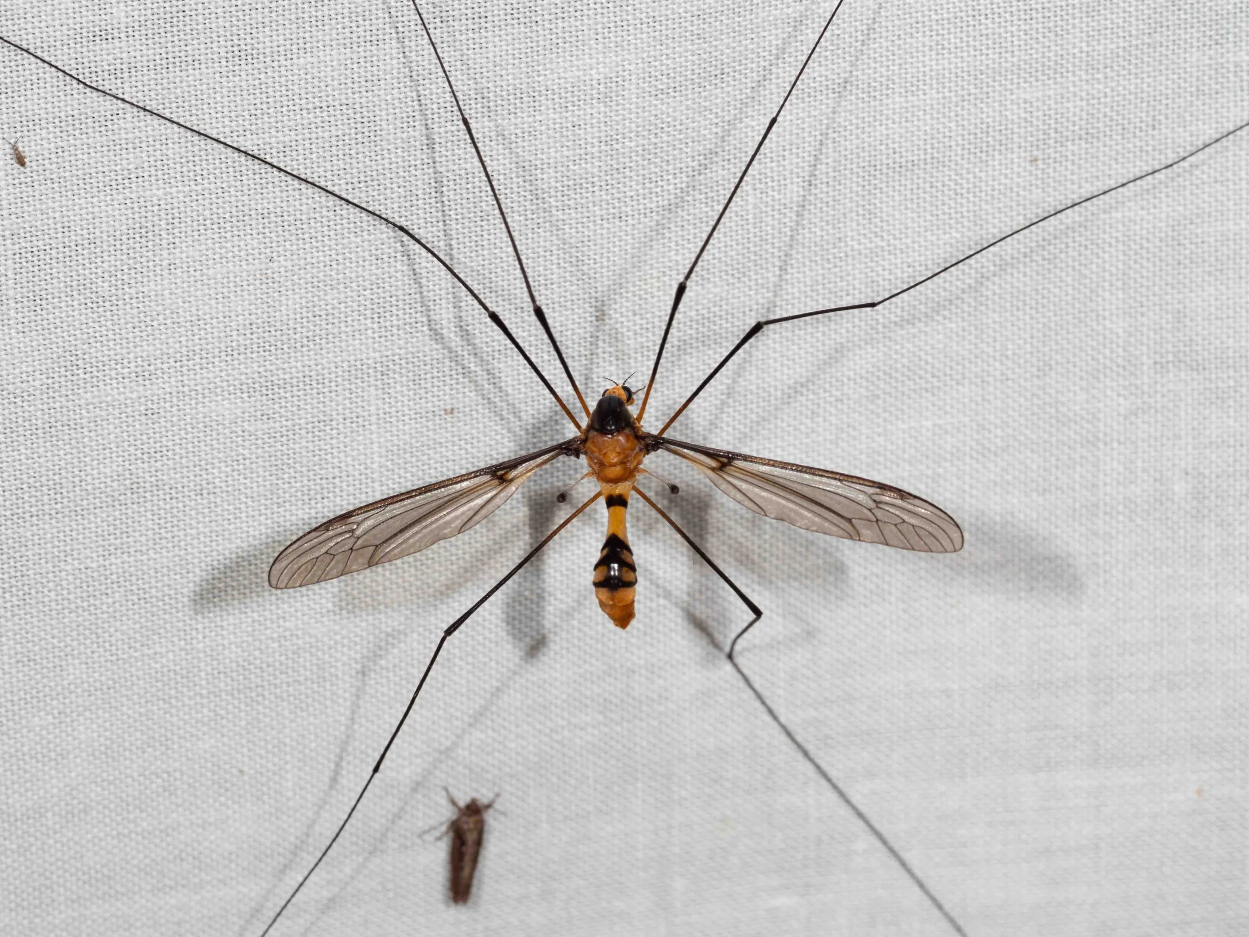  Crane flies are another common sight around the forest, day and night.   Leptotarsus clavatus  (large crane fly) 