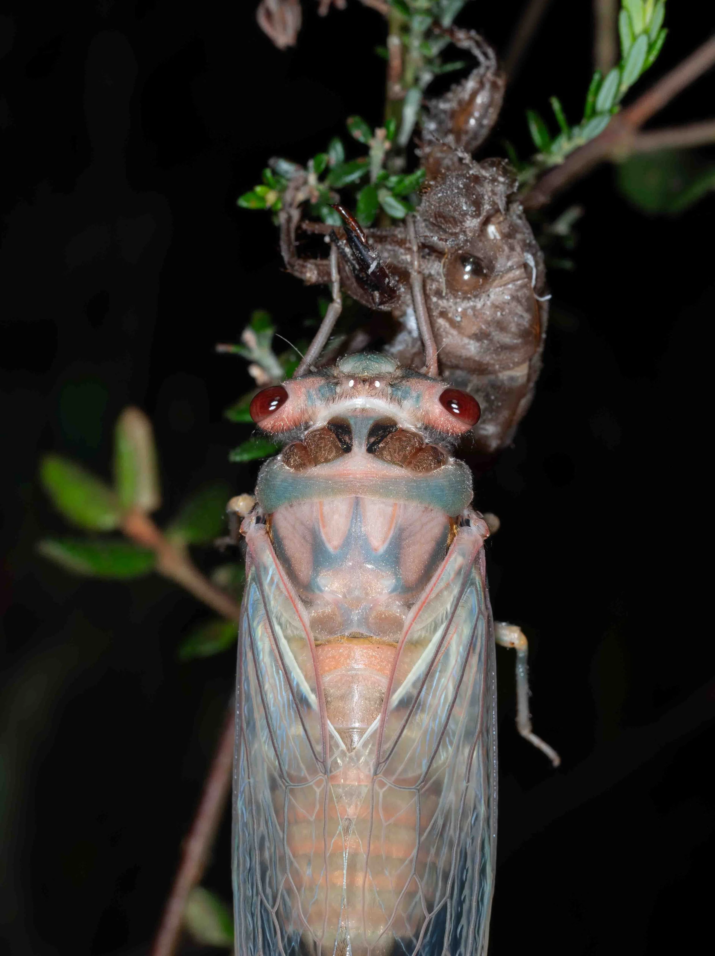  11:53pm  Within an hour, the wings are fully expanded.   Psaltoda moerens  (Redeye Cicada) 