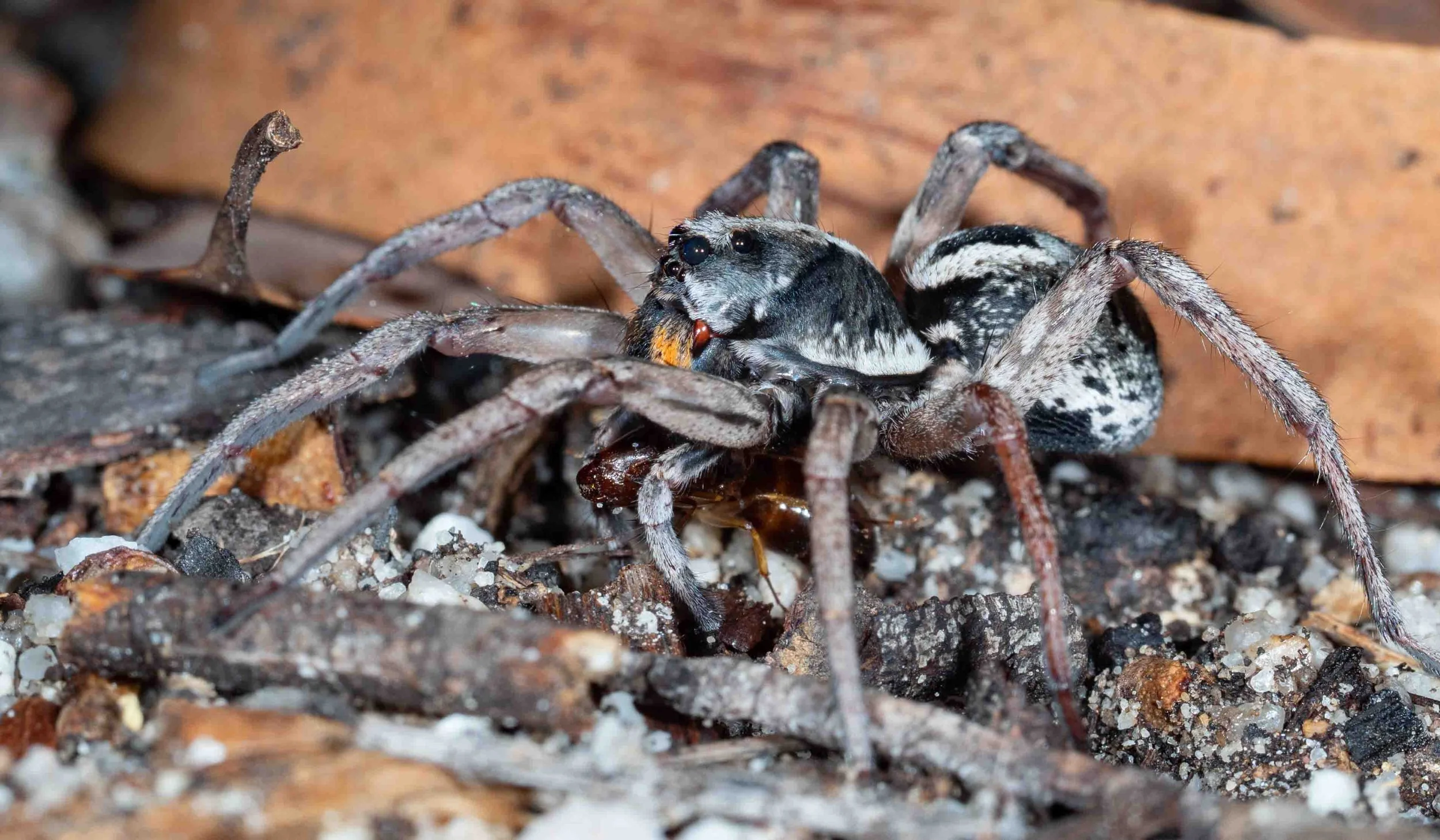  12:55am  Wolf spiders are mobile hunters. This one has taken a large sugar ant.   Venator spenceri  (wolf spider) 