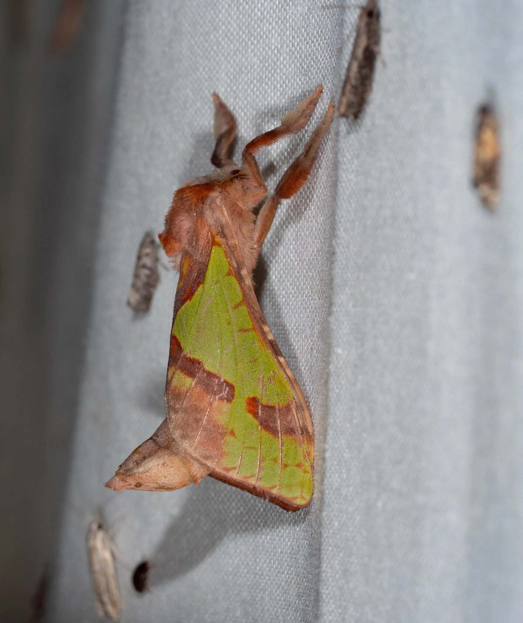  Despite the name, these moths are not so commonly seen as adults. We do see evidence of the larvae throughout the forest, with their characteristic sac-like retreats on the trunks of young  Acacia . This is only our second sighting of an adult … and