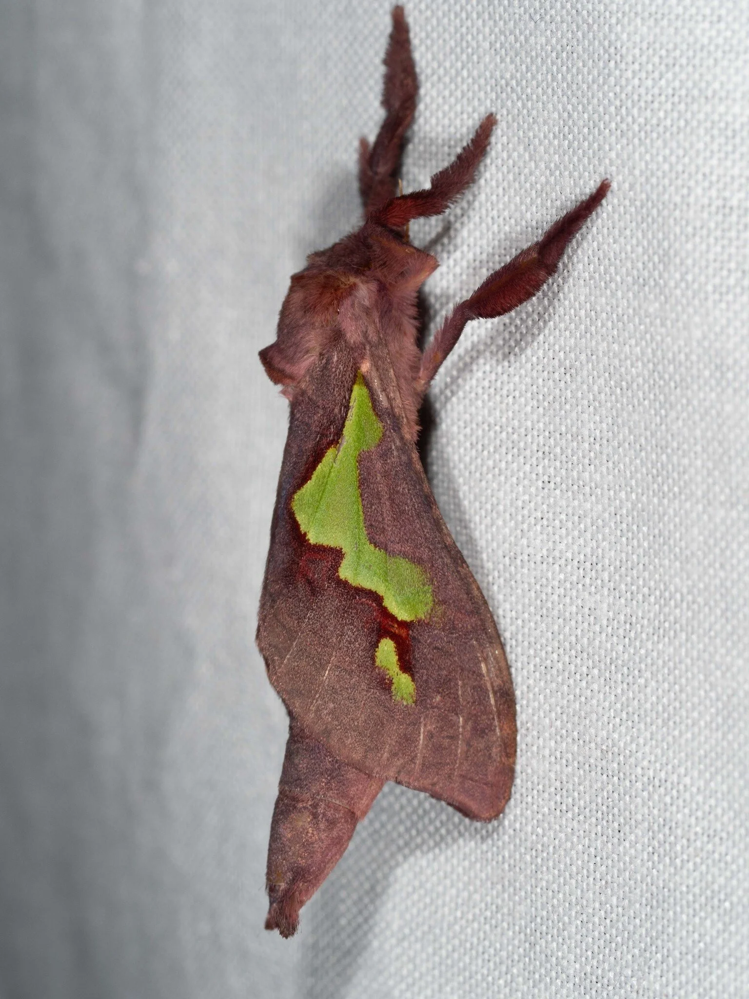  A second  Aenetus  female on the same night! We thought this momentous enough … until we later realised that it was actually a different  species  of this beautiful genus. Again, a female. This was an especially exciting (and surprising) find. There