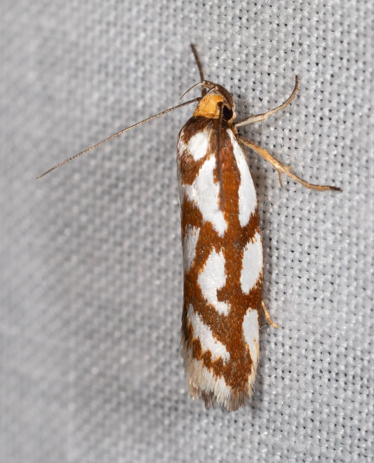  One more for the list. And yet another species not commonly seen, even though its range includes the Melbourne area … which is something of a hotspot for moth watchers.   Myrascia bracteatella  (concealer moth) 