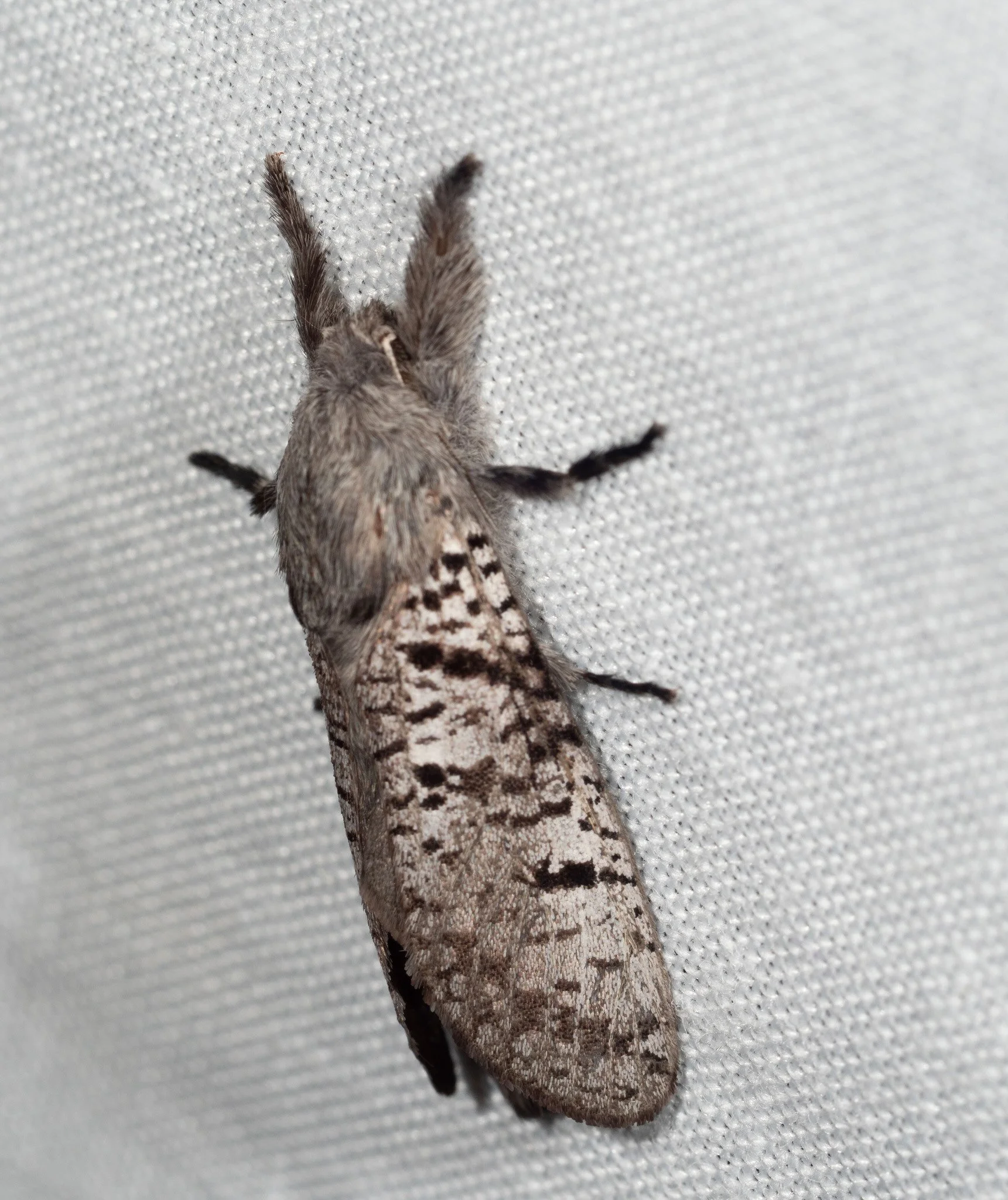  Not entirely new for us, but only our second ever sighting.   Sympycnodes rhaptodes  (leopard moth) 