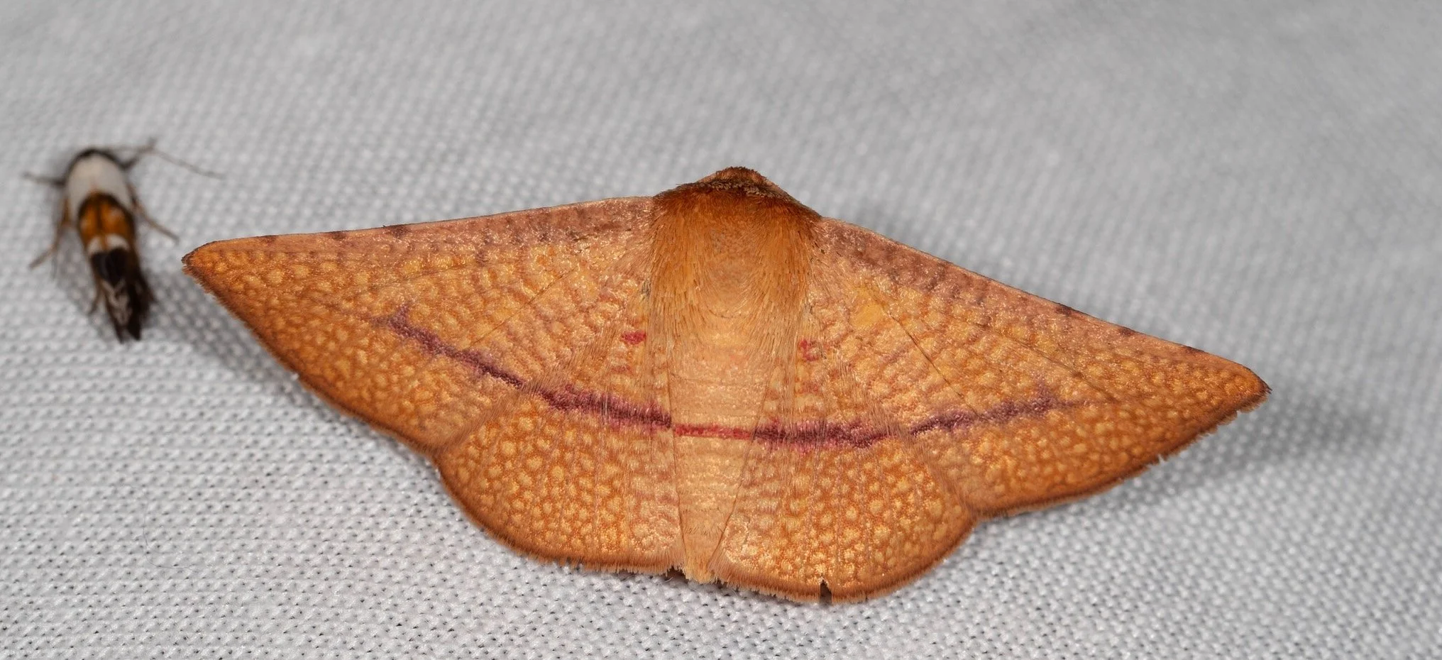  This is also the first member of this family we have recorded here.    Aglaopus pyrrhata  (picture-winged moth) 