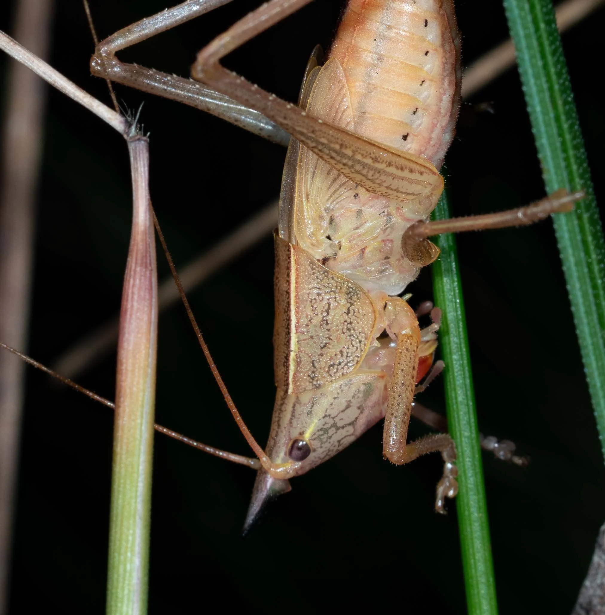  Another nymphal orthopteran.   Pseudorhynchus mimeticus &nbsp;(Mimicking Snout-Nose) 