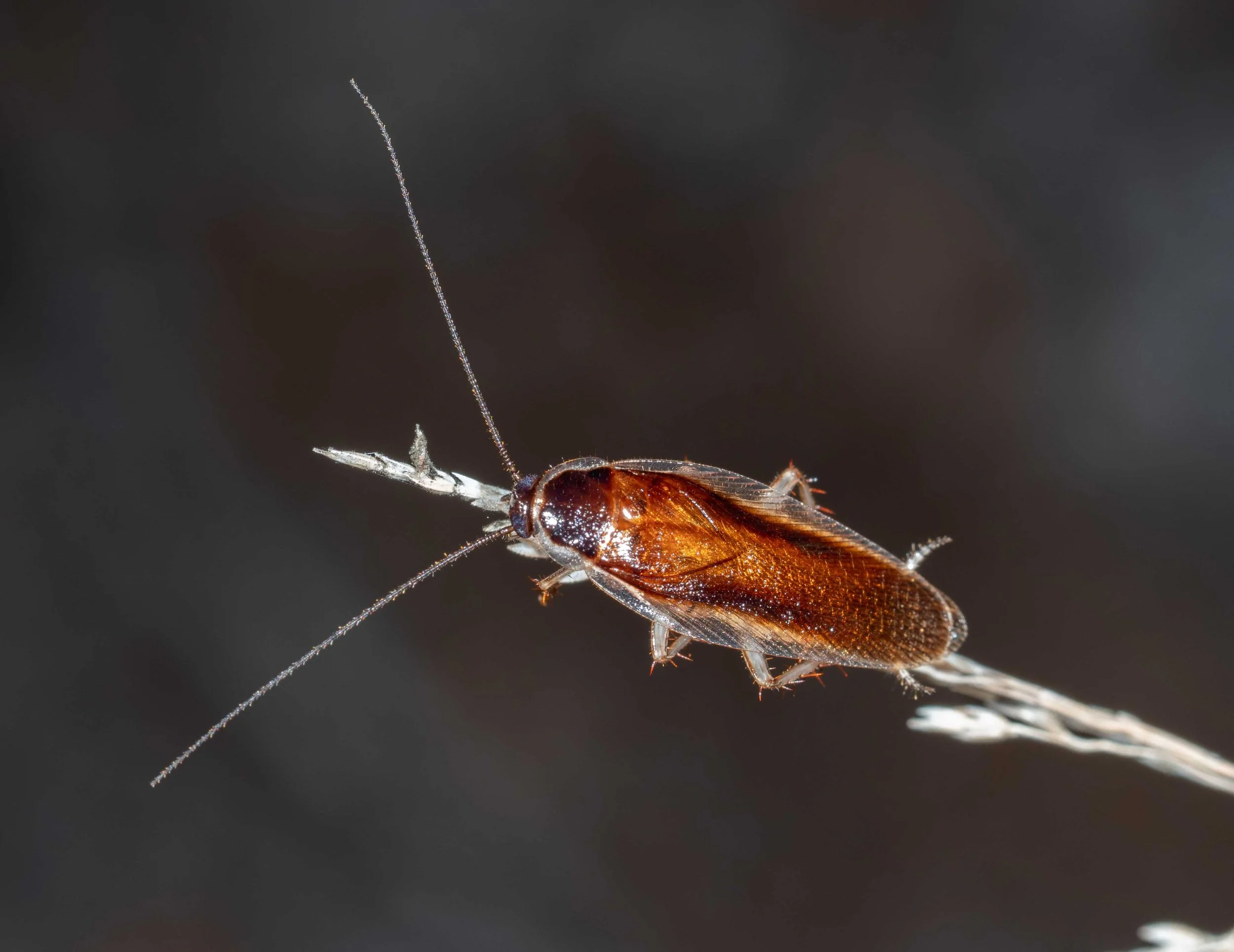  Common and widespread in forests and woodlands.   Johnrehnia  (forest cockroach) 