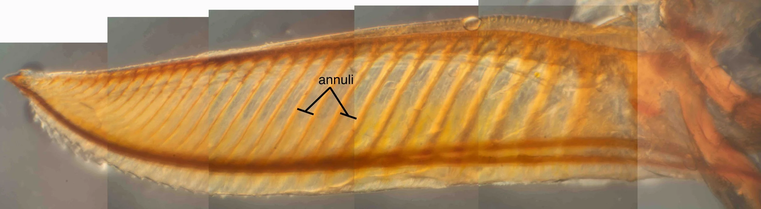  lateral view of lancet, ventral side below - divided into repeating units, annuli - approx 13 sharp sawteeth present on distal third of lancet - some fine serrations apparent further proximally, but no clear teeth 