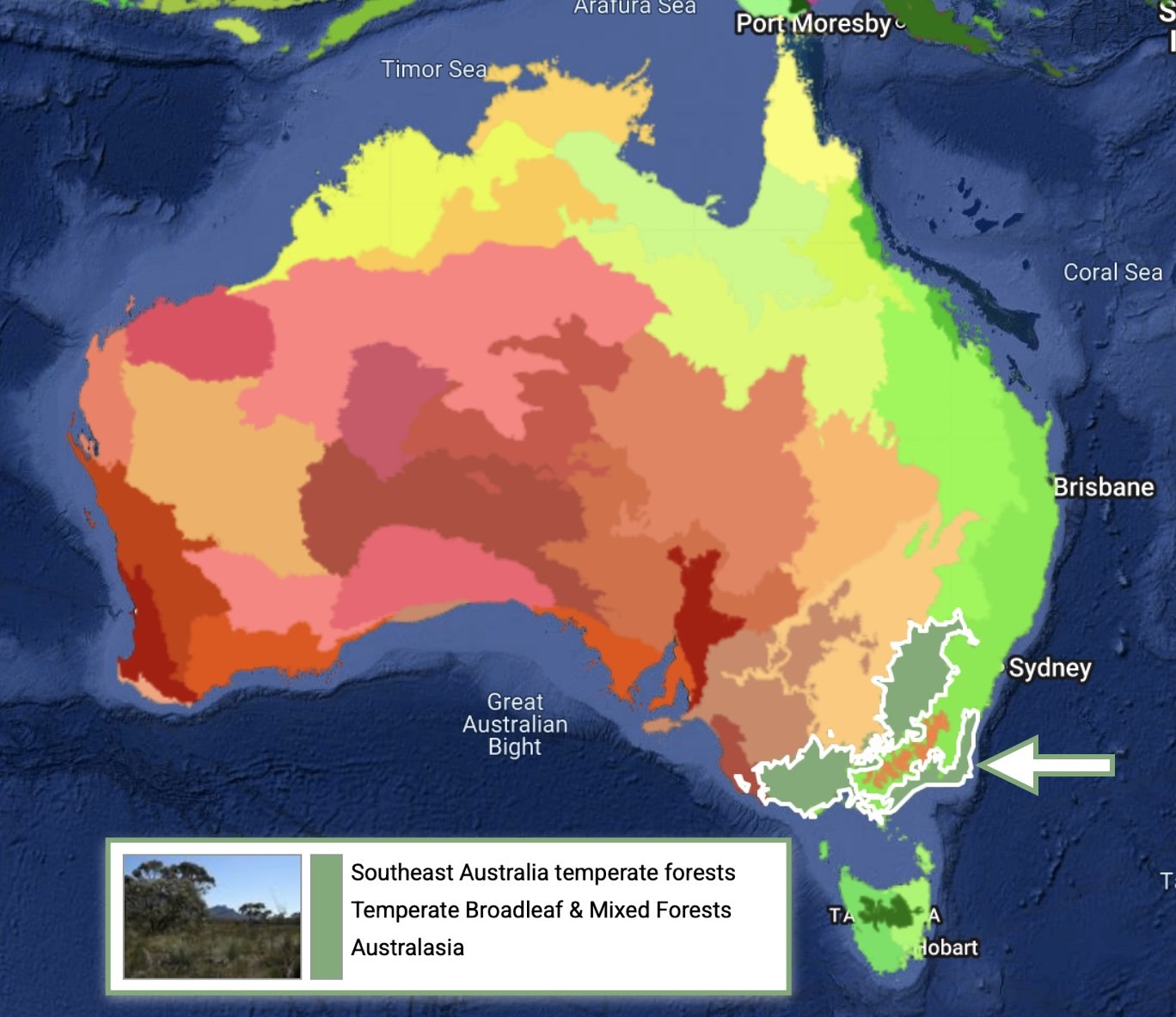  We are located in a GMP ecoregion (as per Dinerstein  et al.  2017) that includes the far south coast of NSW, the east coast of Victoria, a large part of south western Victoria, and south western slopes of NSW.  